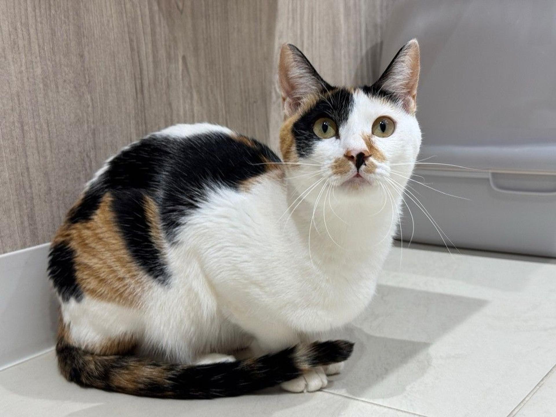 pet-image-5