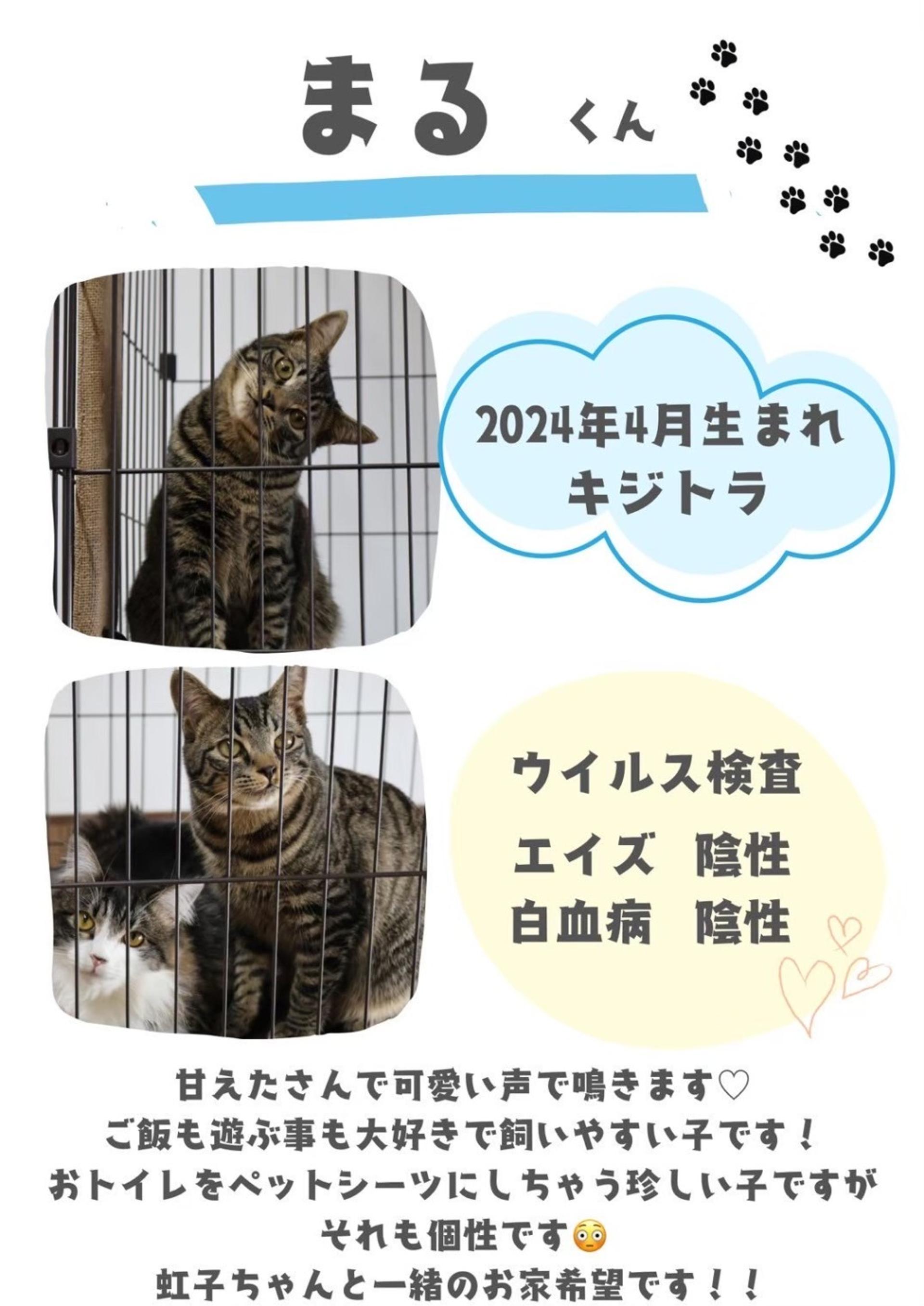 pet-image-2