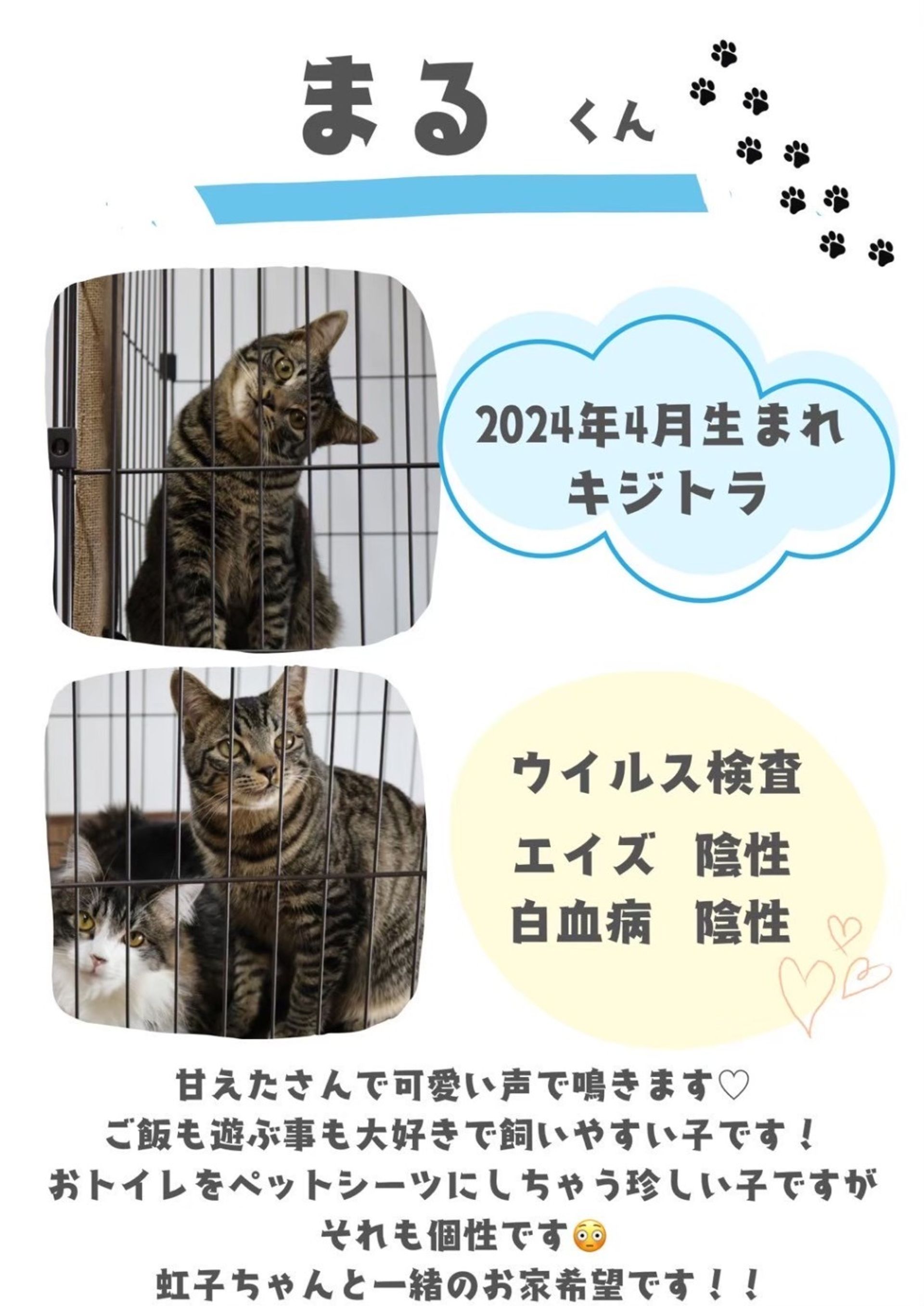 日本猫・メスの里親募集の写真