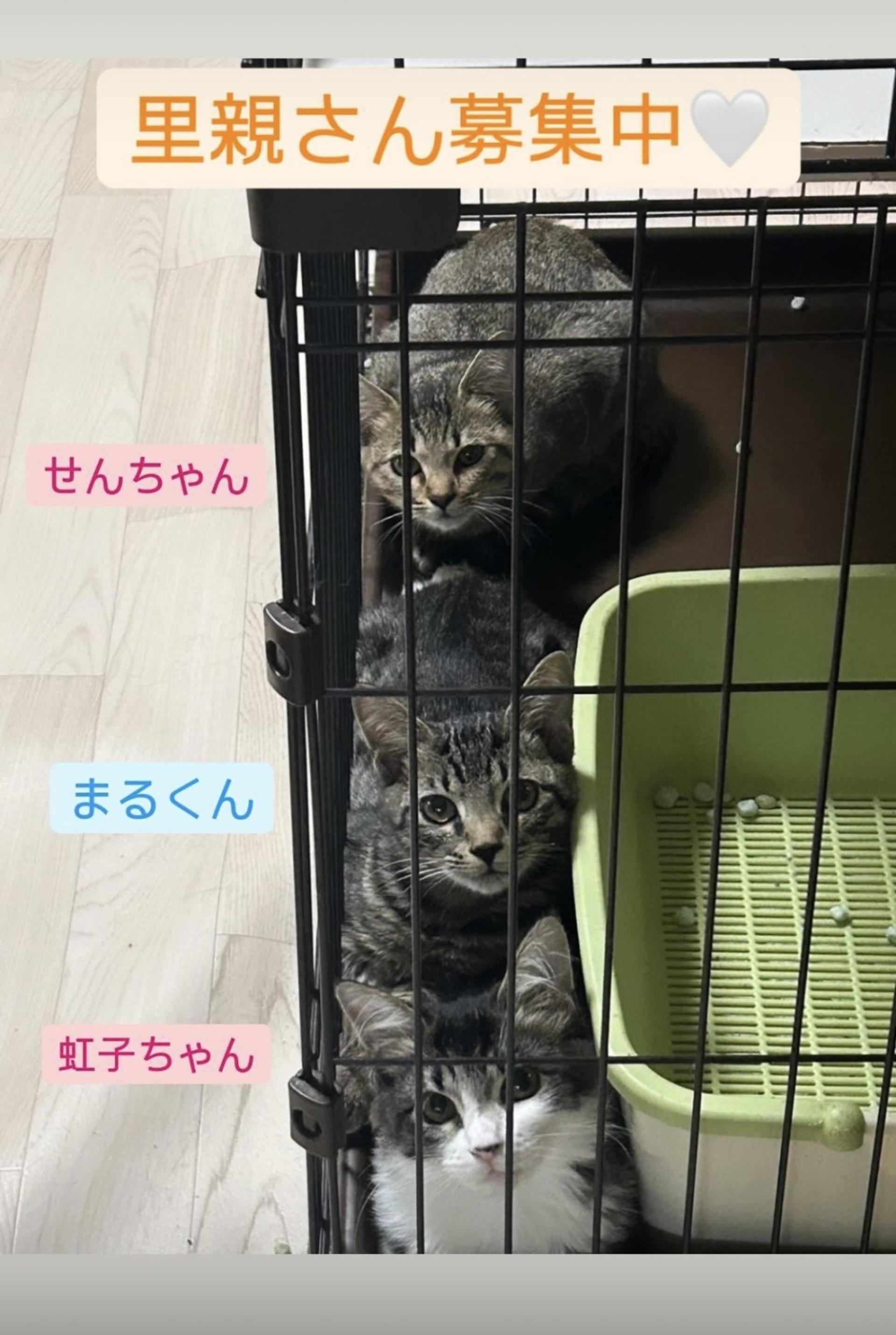 pet-image-9