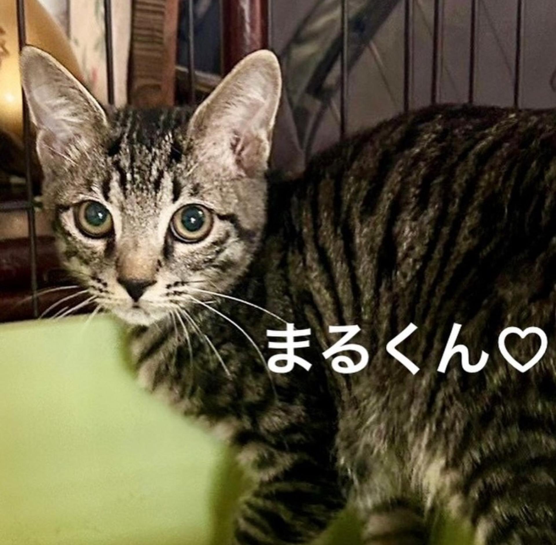 pet-image-5