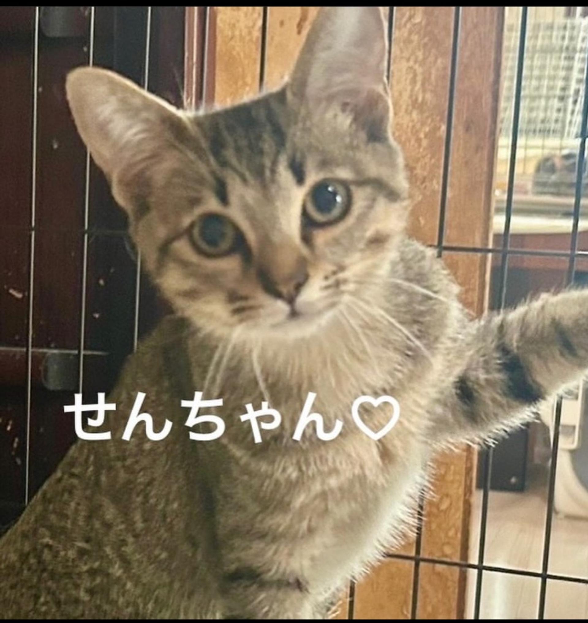 pet-image-7