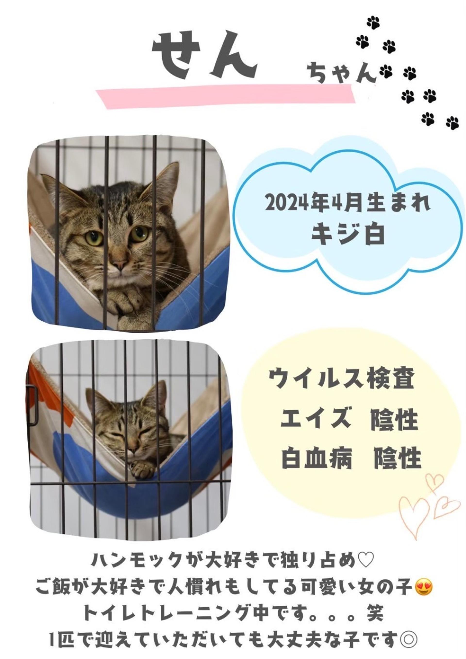 pet-image-4