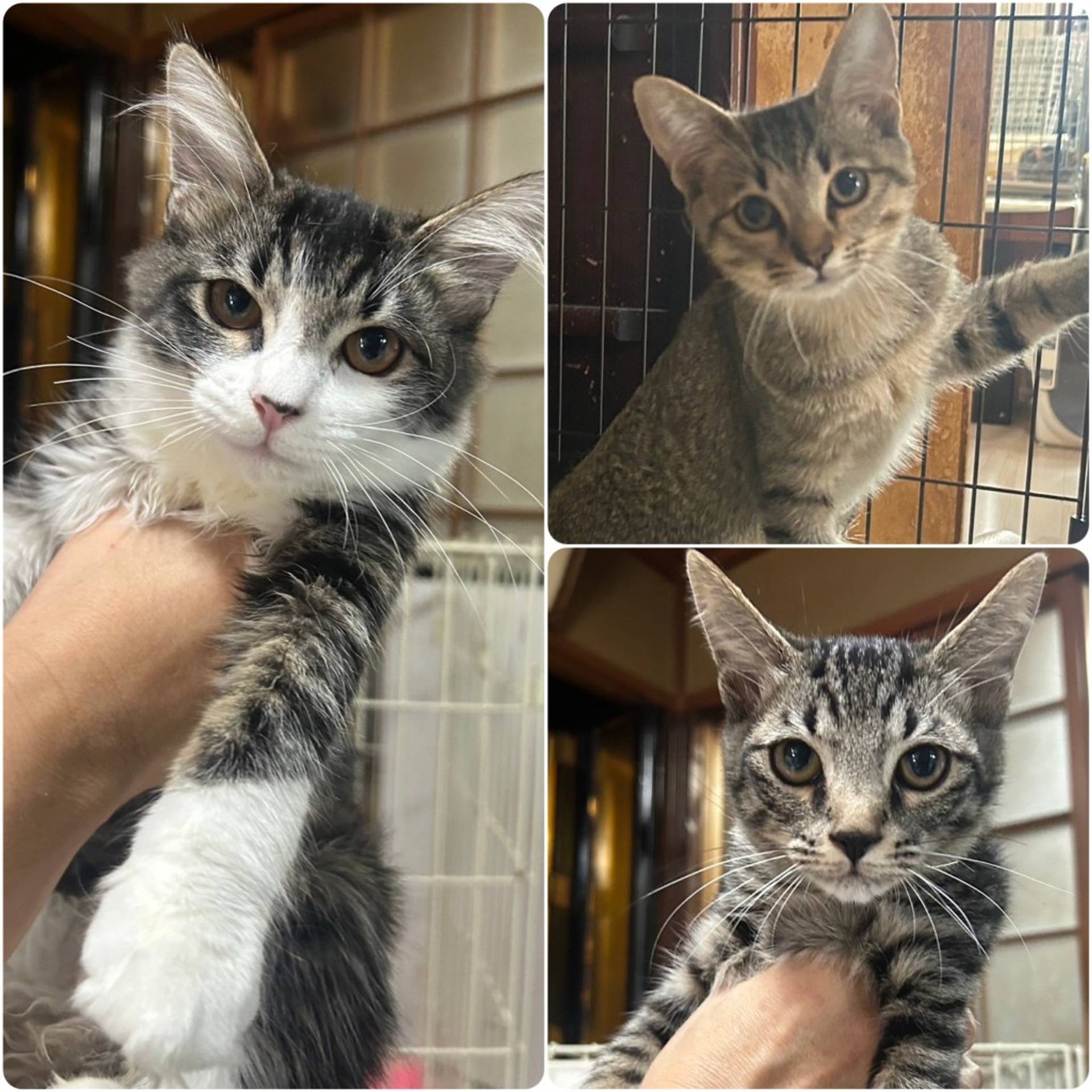 日本猫・メスの里親募集の写真