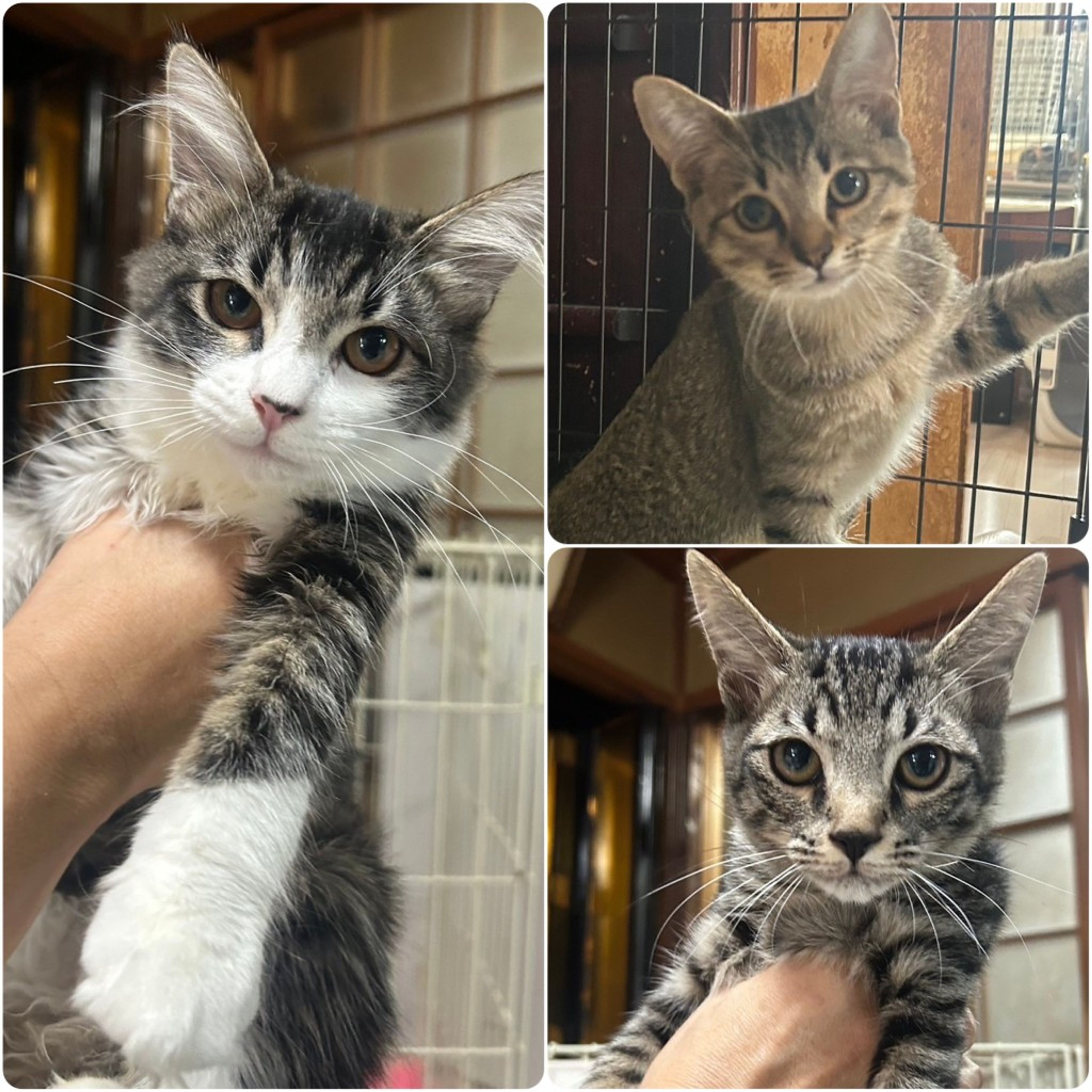 日本猫・メスの里親募集の写真
