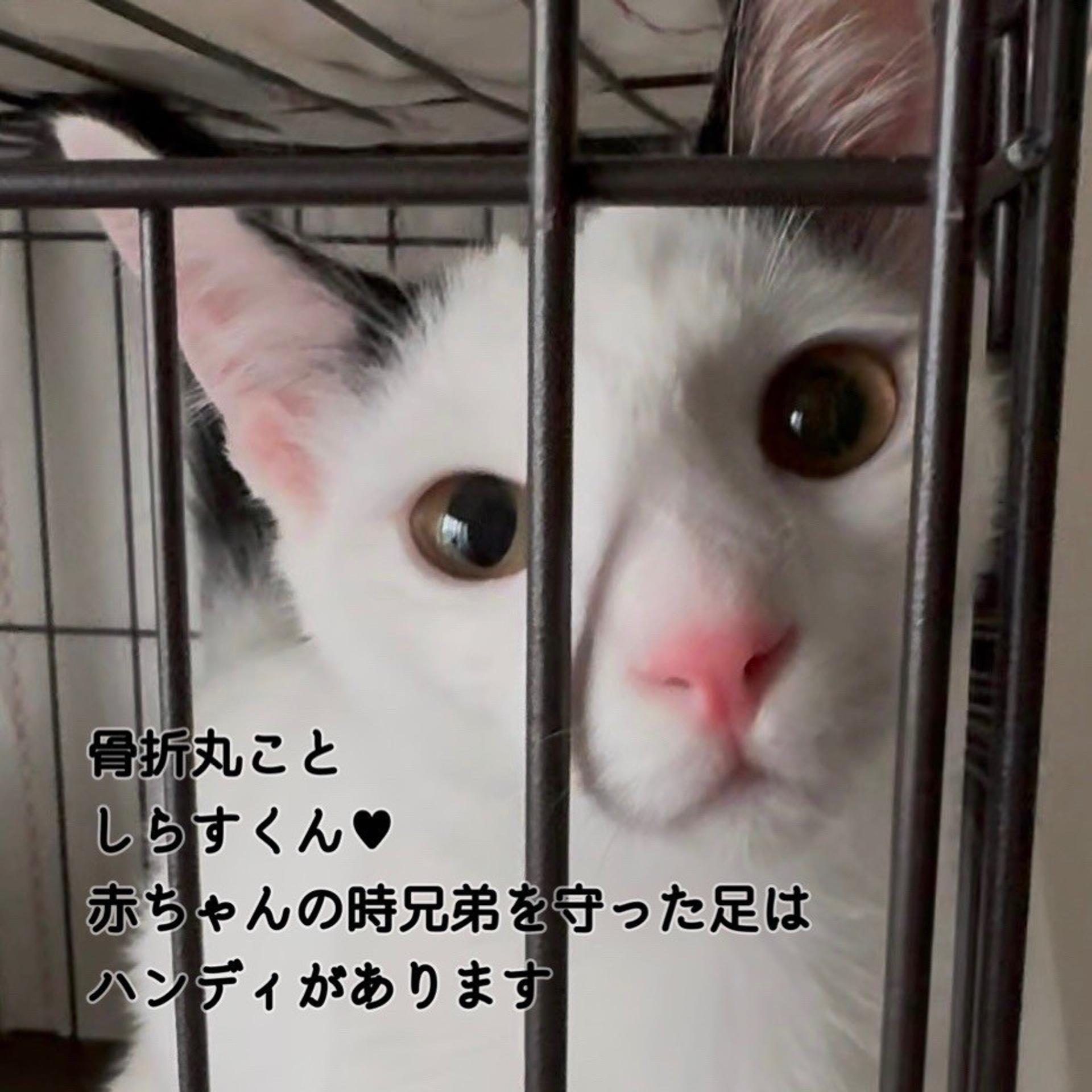 pet-image-4