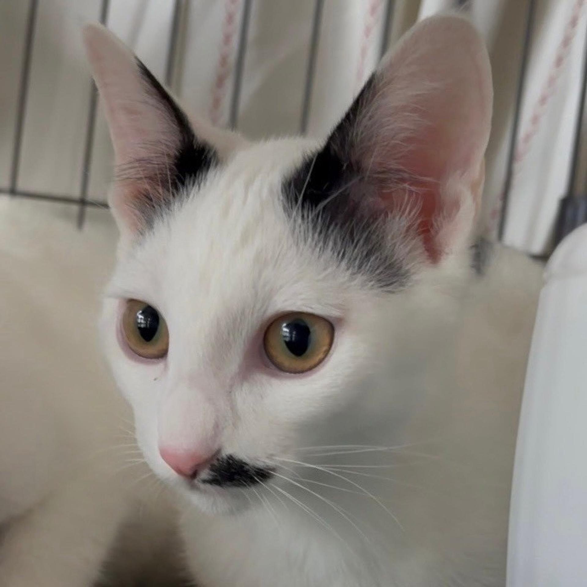 pet-image-6