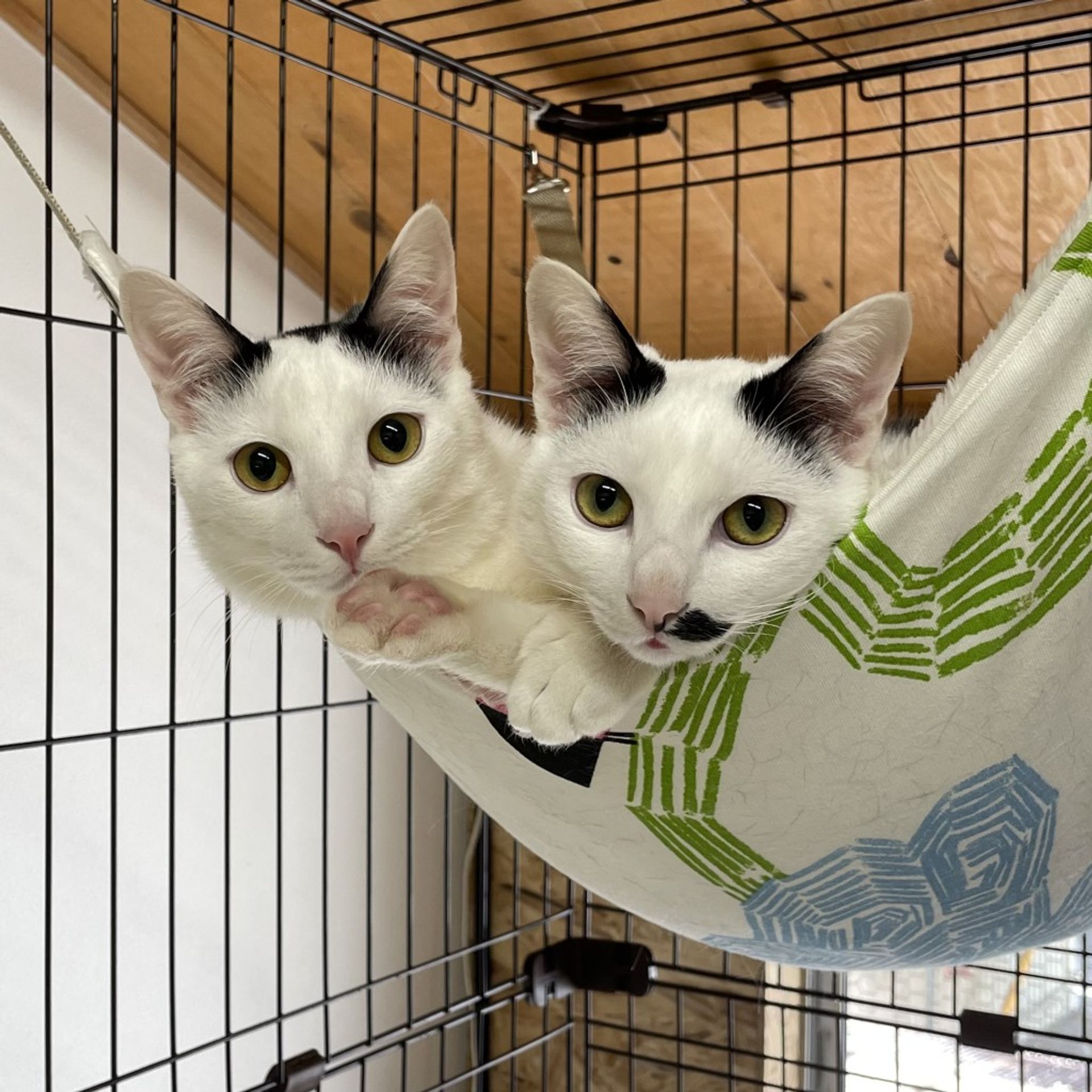 日本猫・オスの里親募集の写真