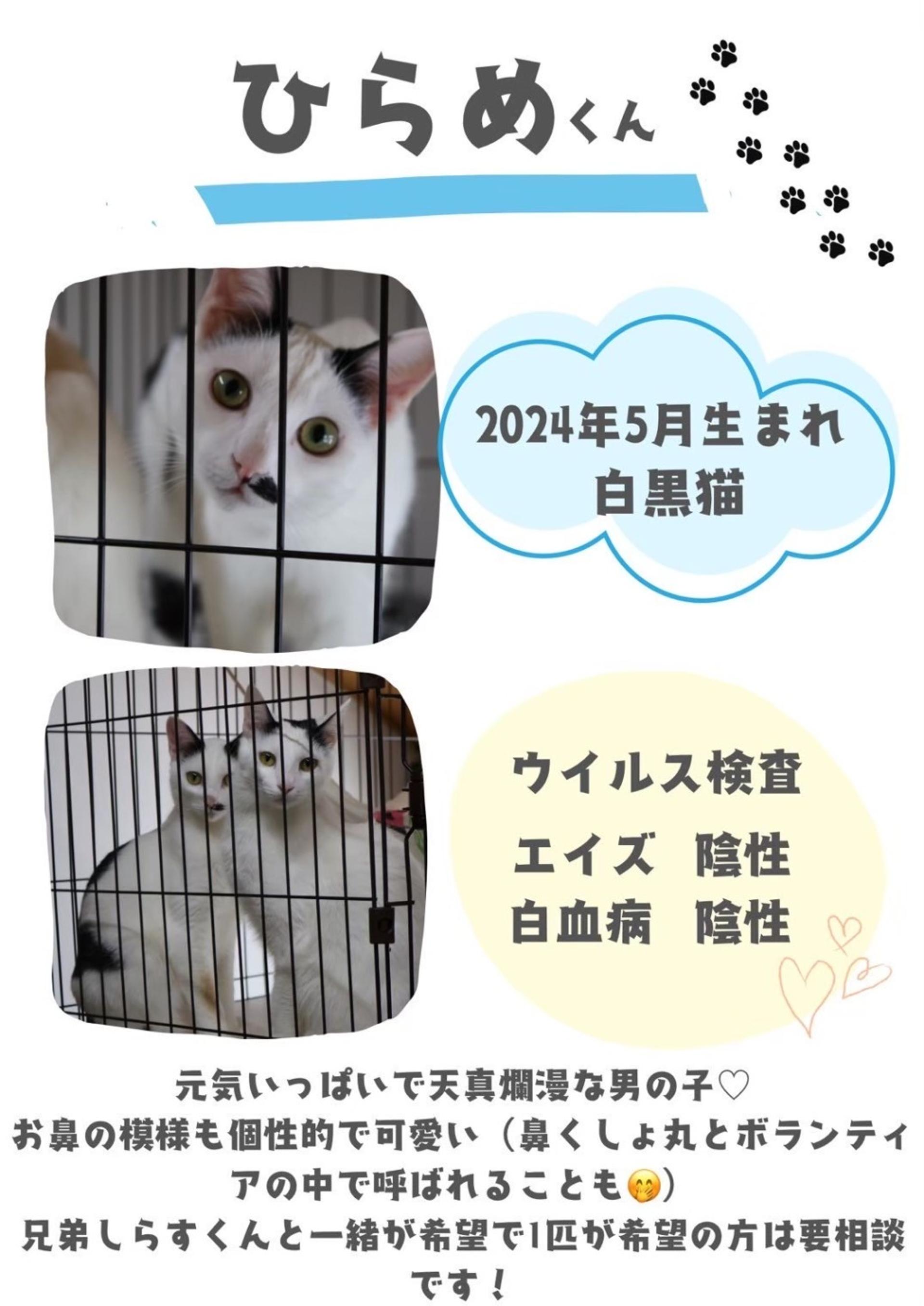 pet-image-2