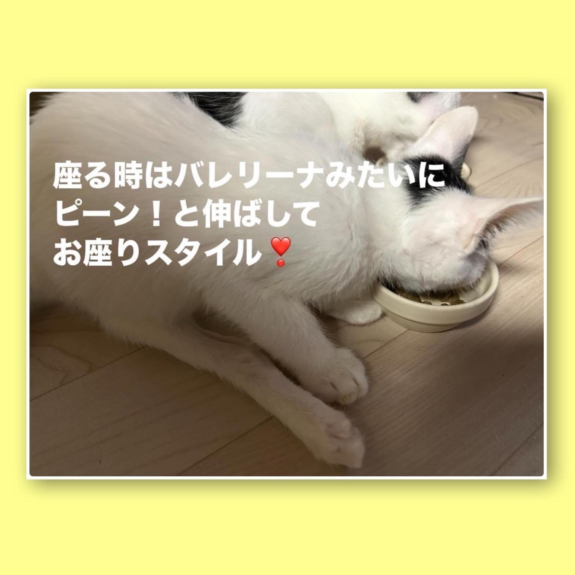 pet-image-7