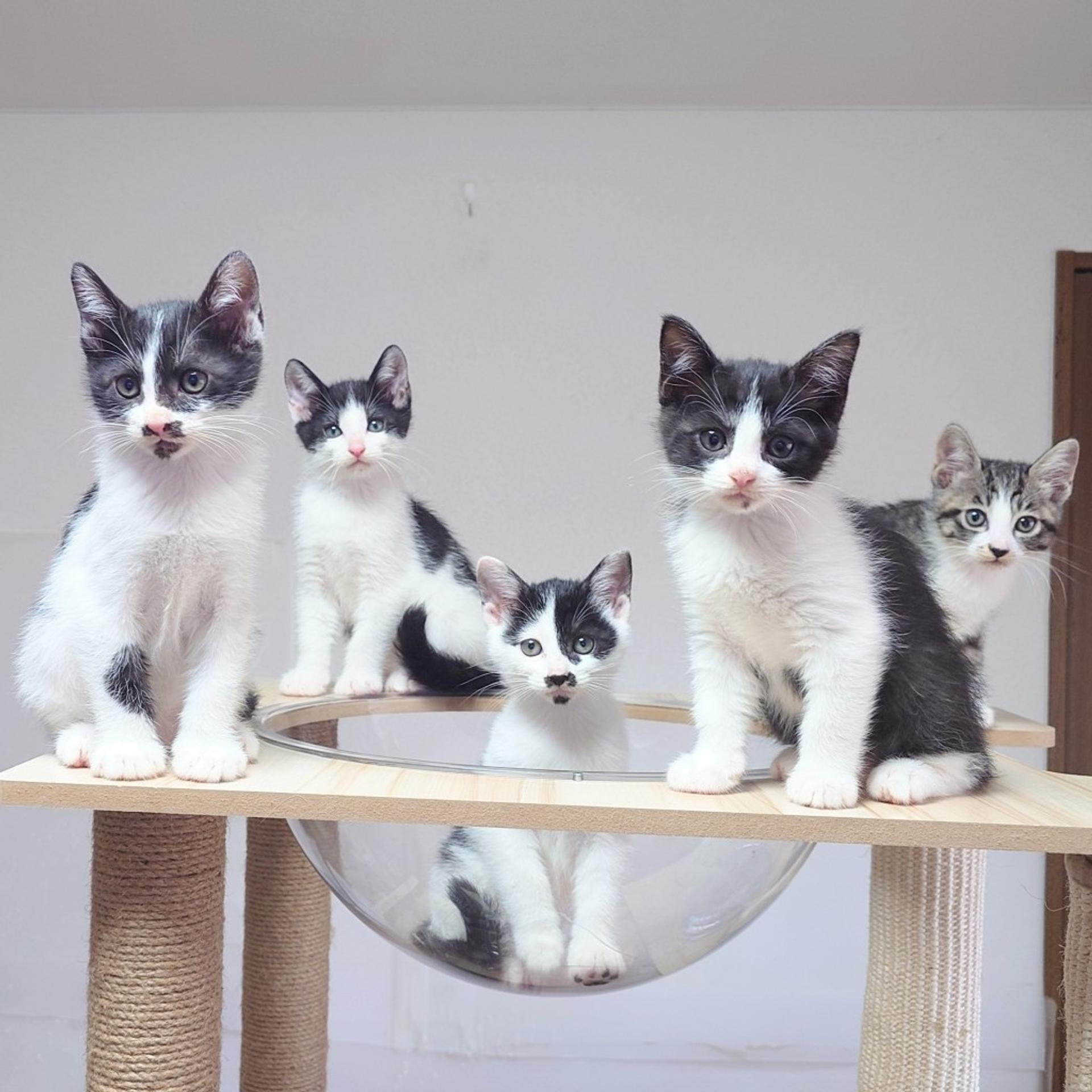 pet-image-9