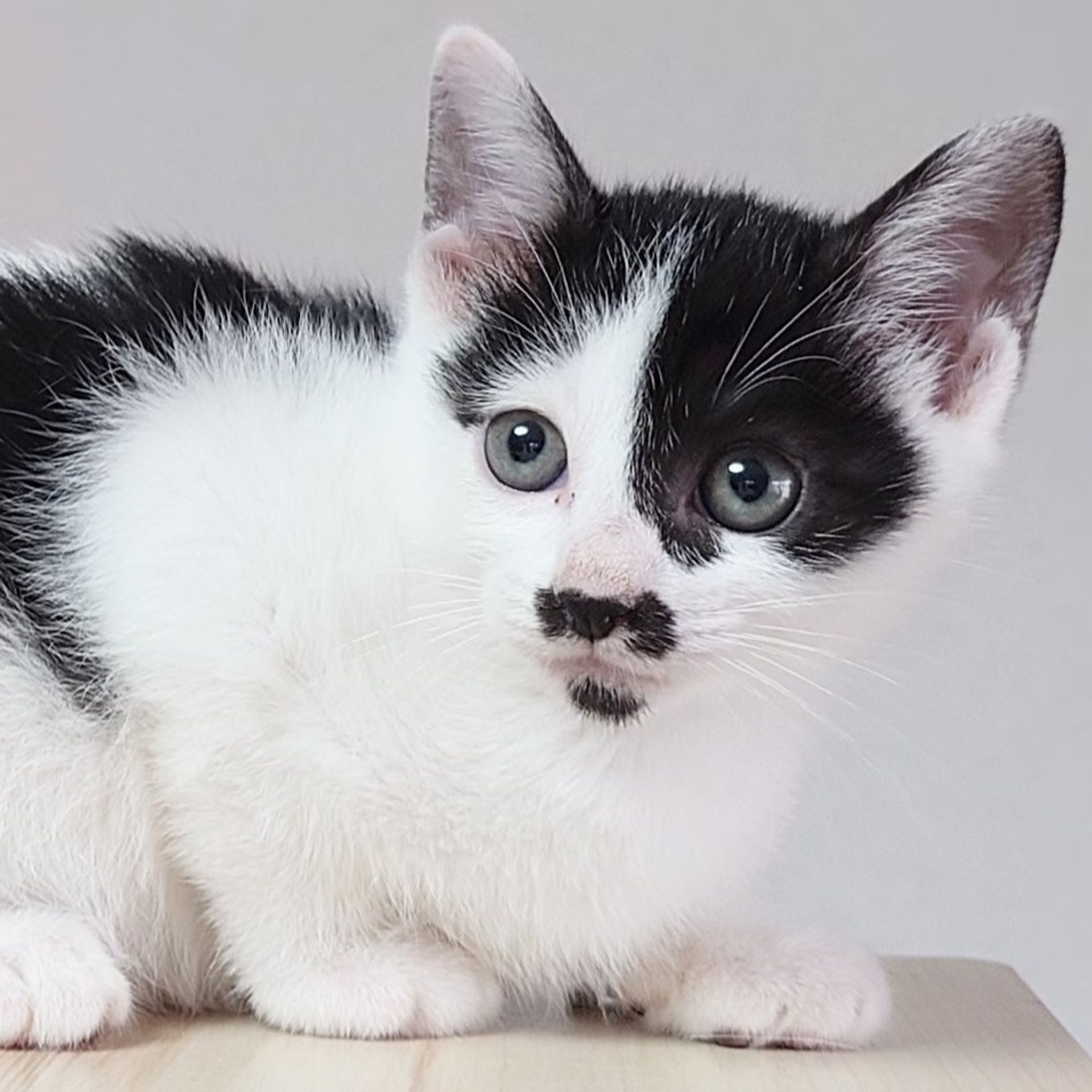 雑種（ミックス猫）・メスの里親募集の写真
