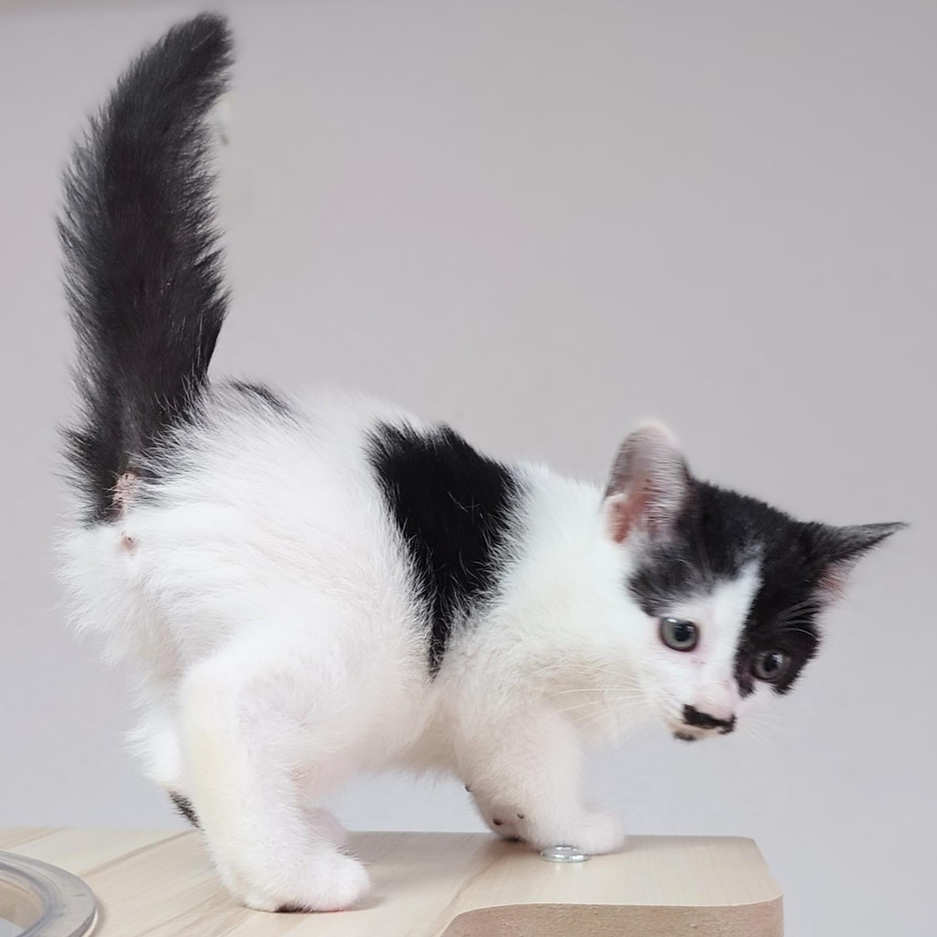 pet-image-3