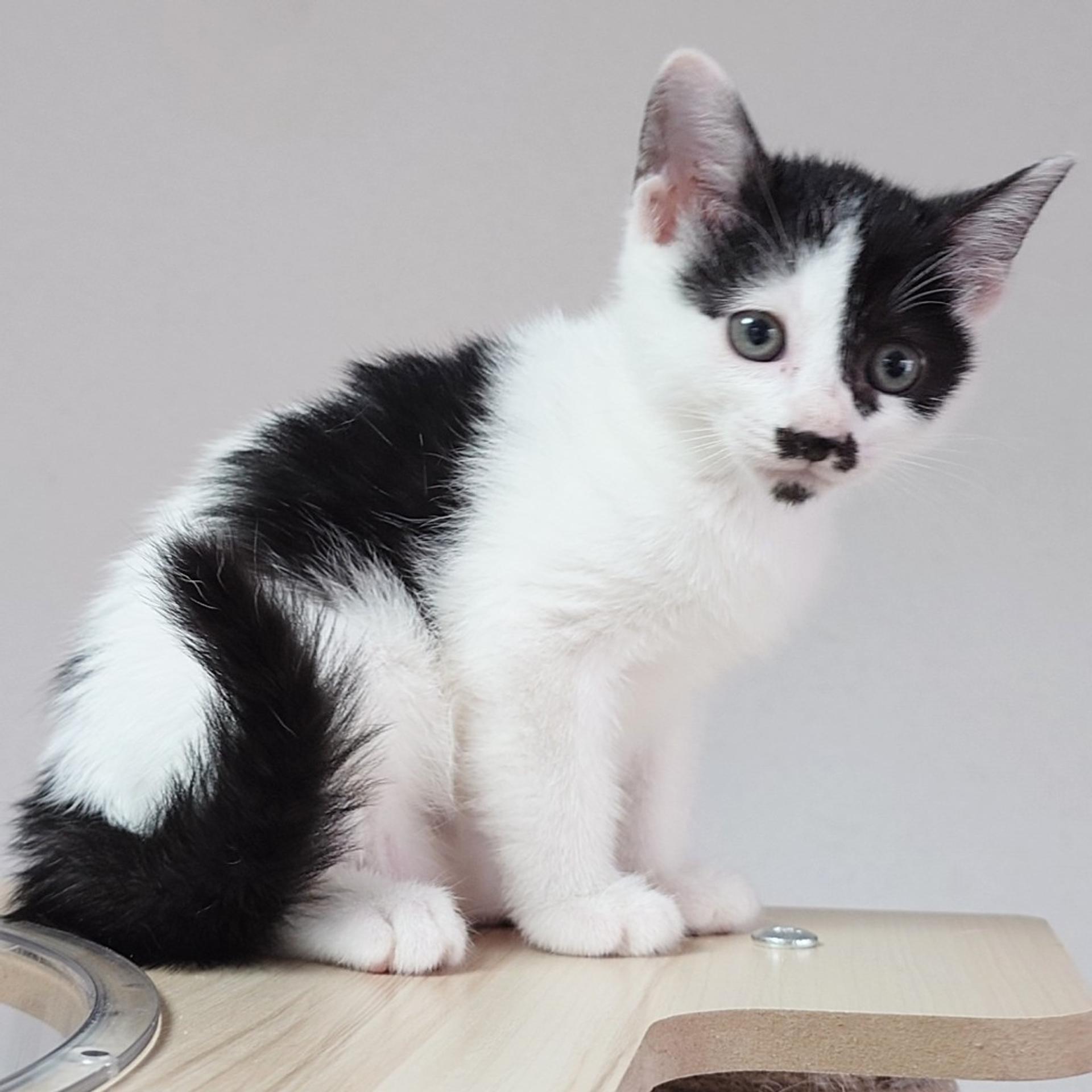 pet-image-7