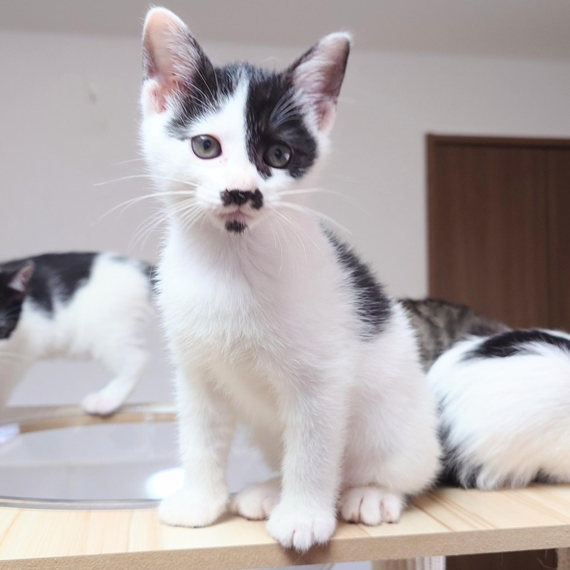 pet-image-8