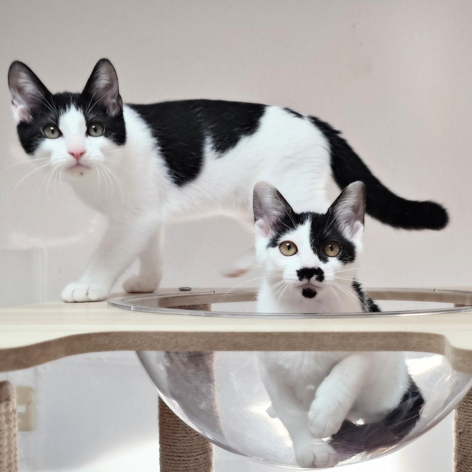 pet-image-4