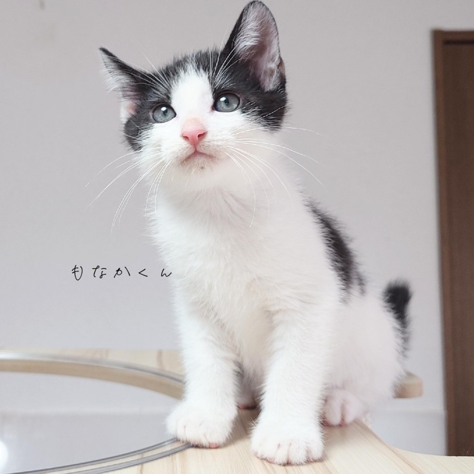 pet-image-10