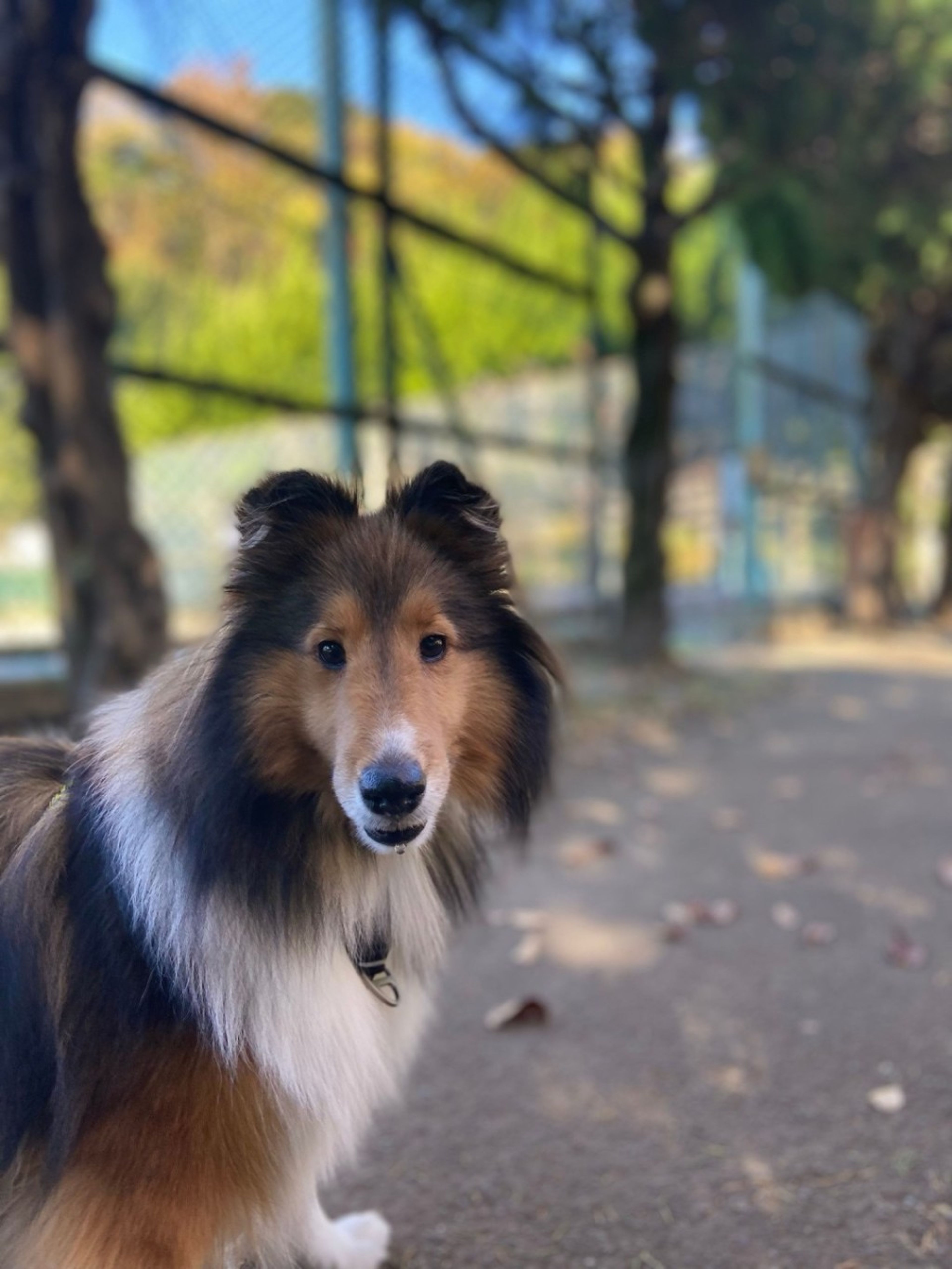 pet-image-3