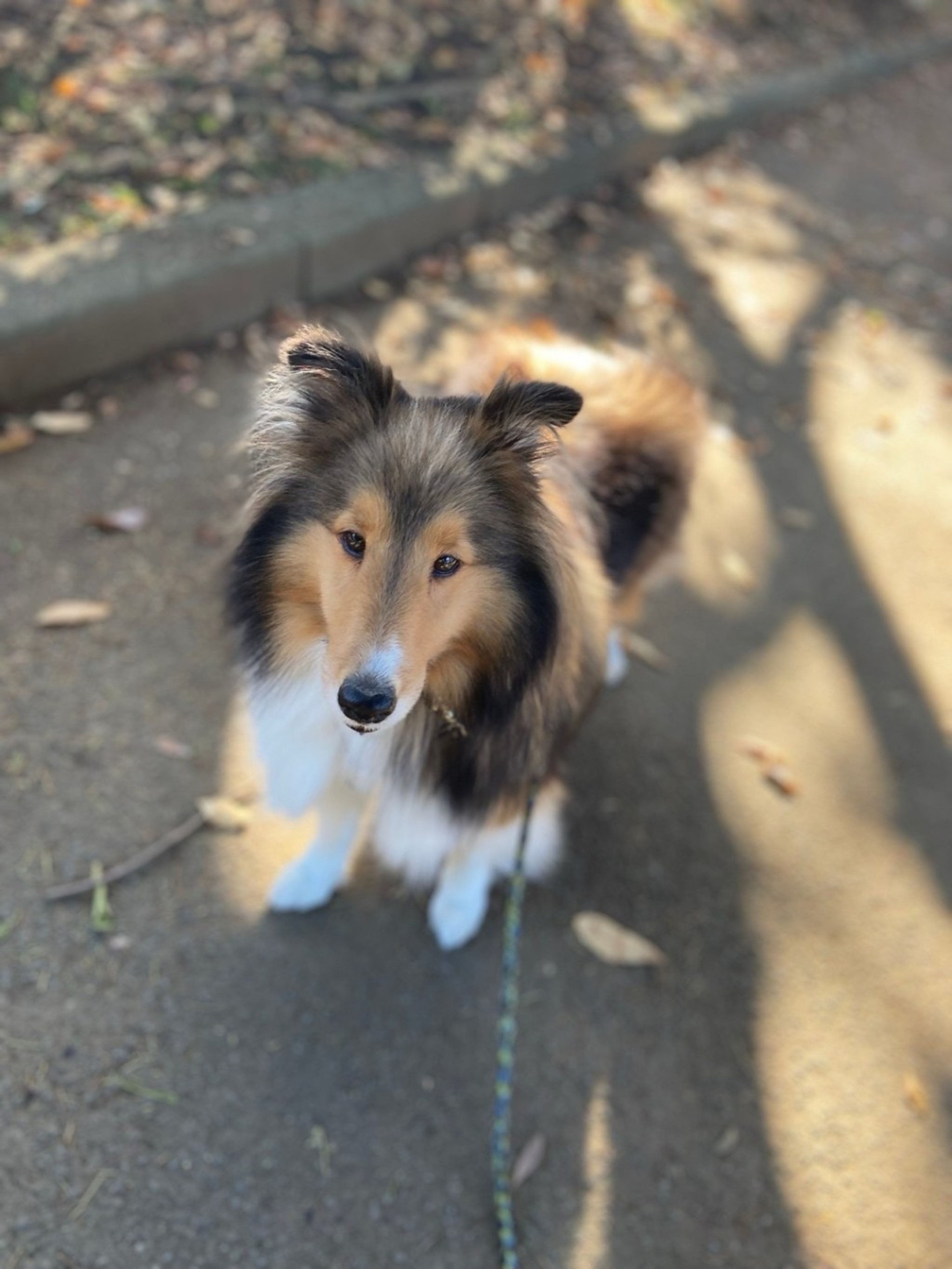 pet-image-4
