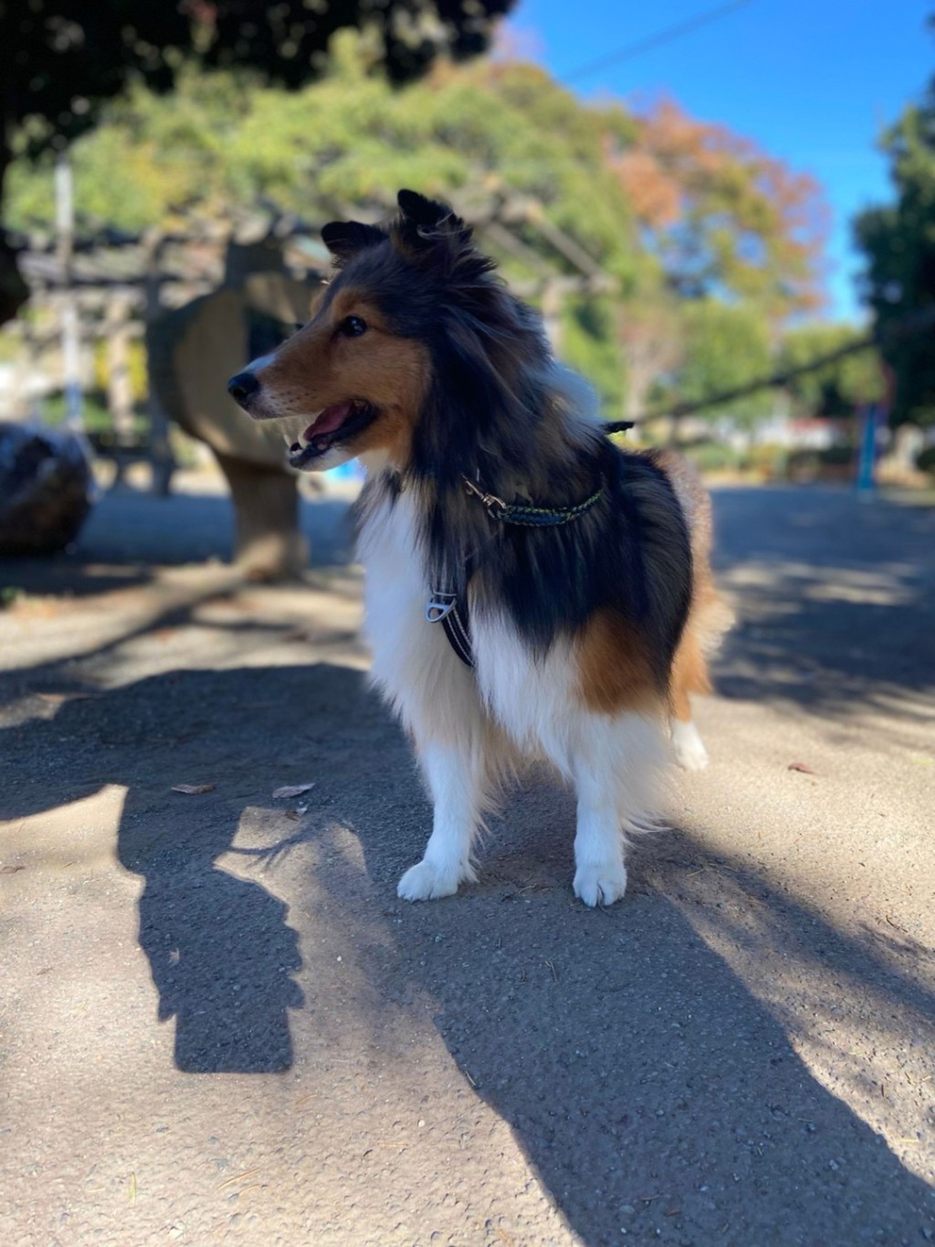 pet-image-5