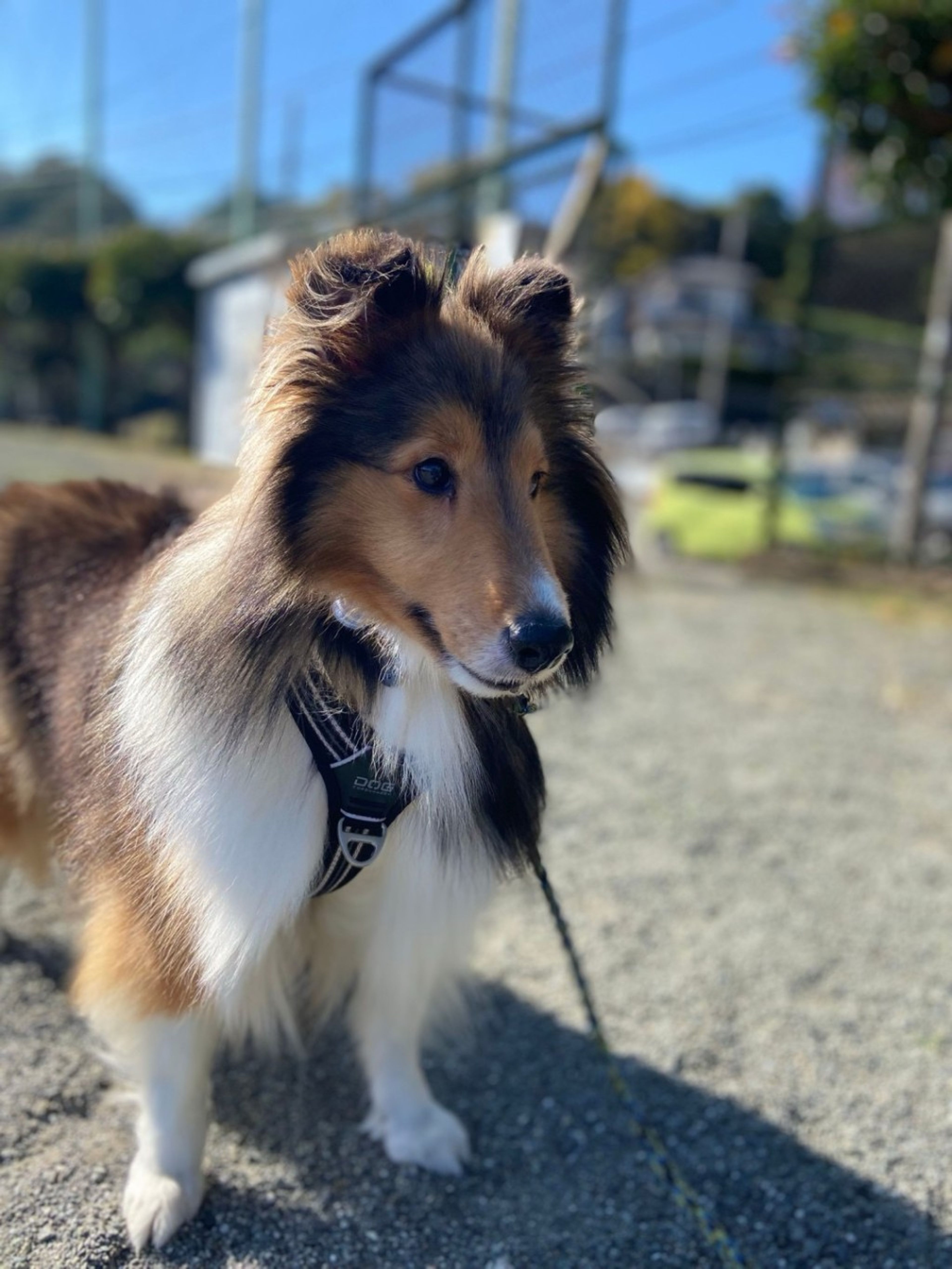 pet-image-6