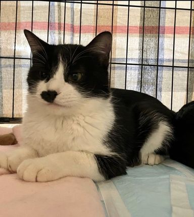 雑種（ミックス猫）・オスの里親募集の写真