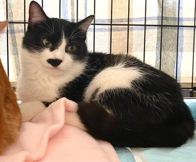 雑種（ミックス猫）・オスの里親募集の写真