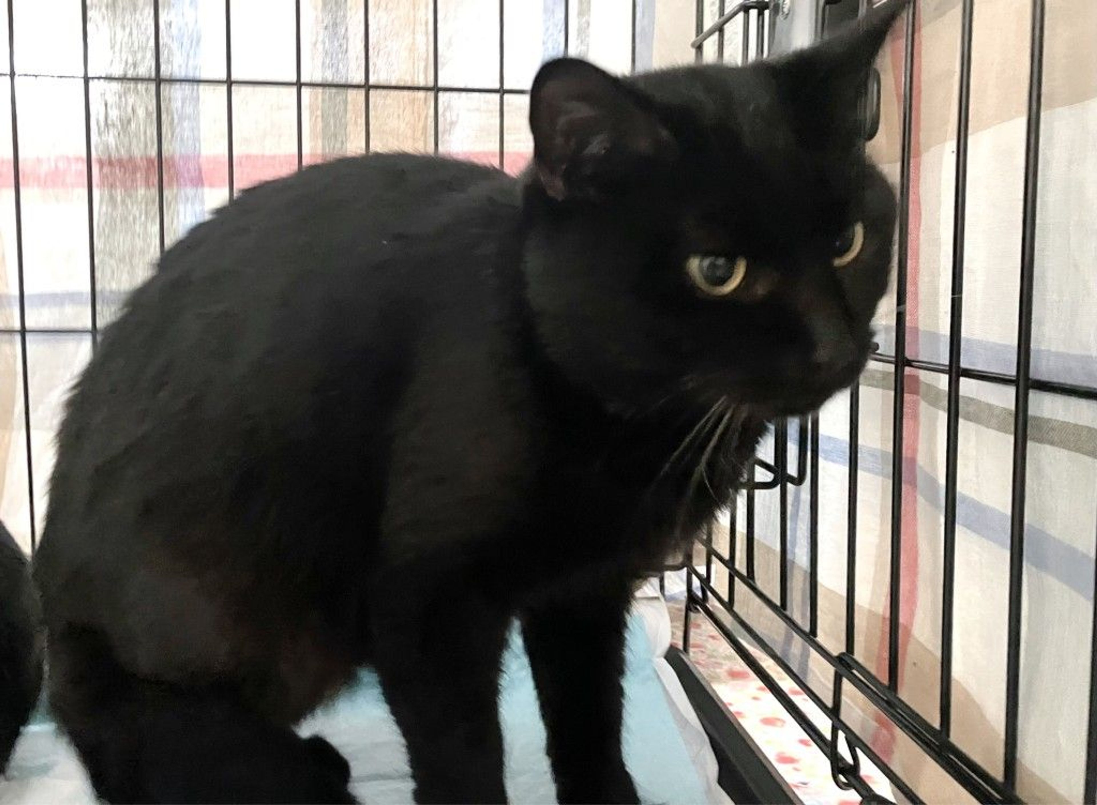 雑種（ミックス猫）・オスの里親募集の写真