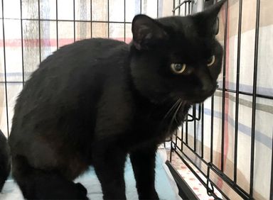 雑種（ミックス猫）・オスの里親募集の写真