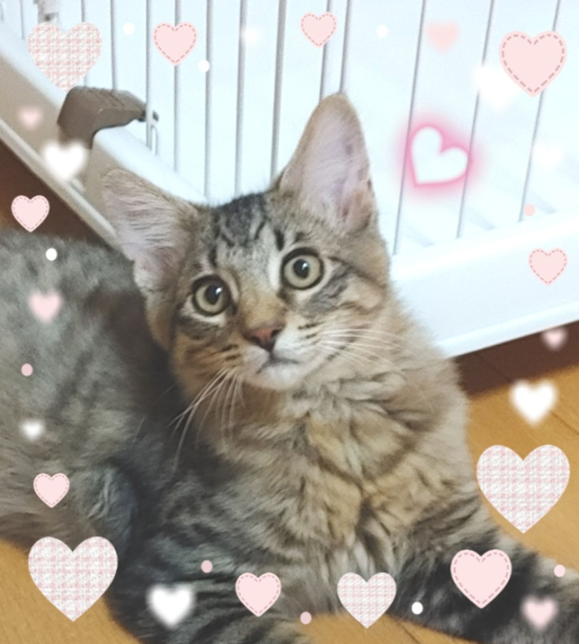 雑種（ミックス猫）・オスの里親募集の写真