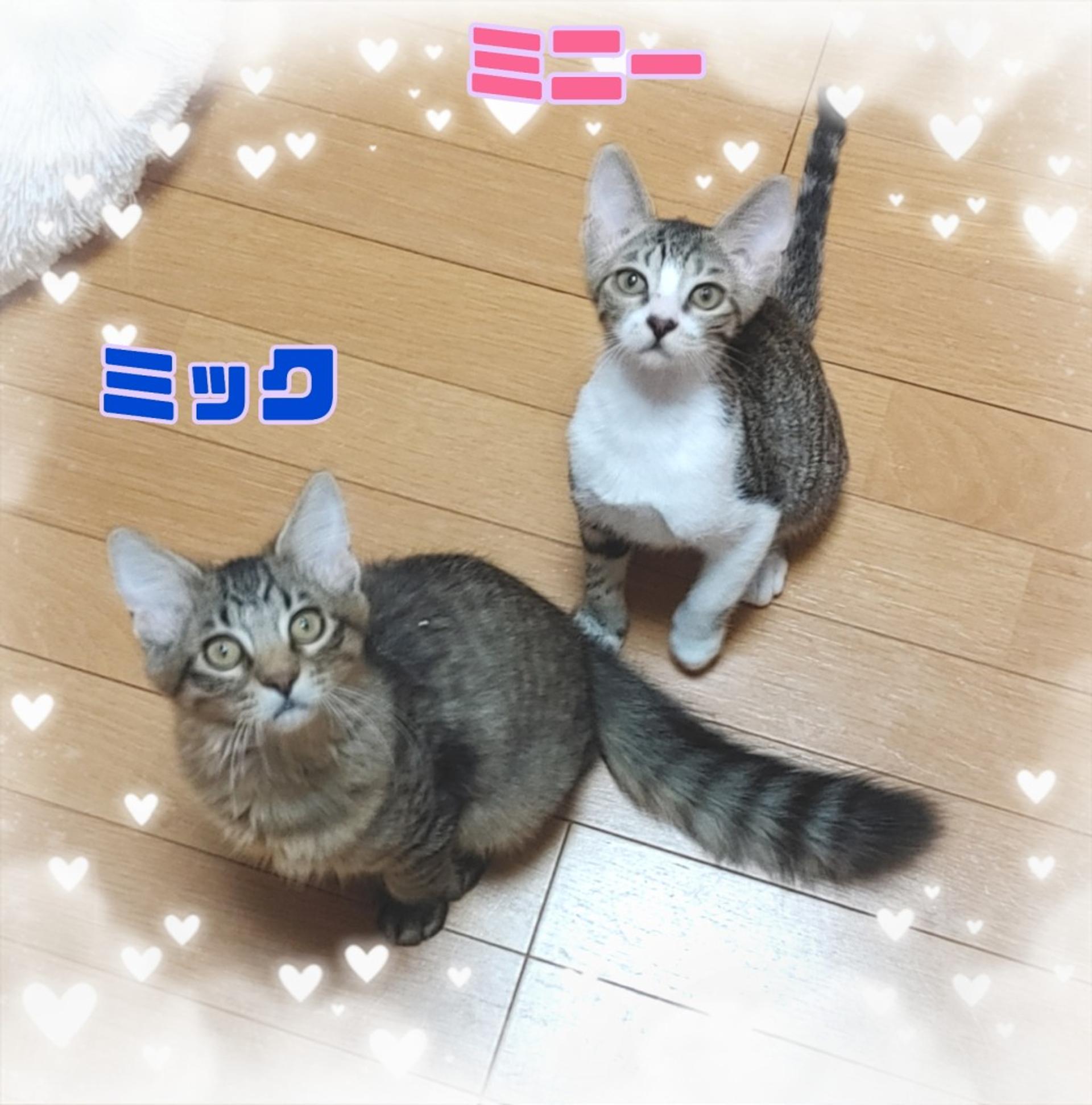 pet-image-9