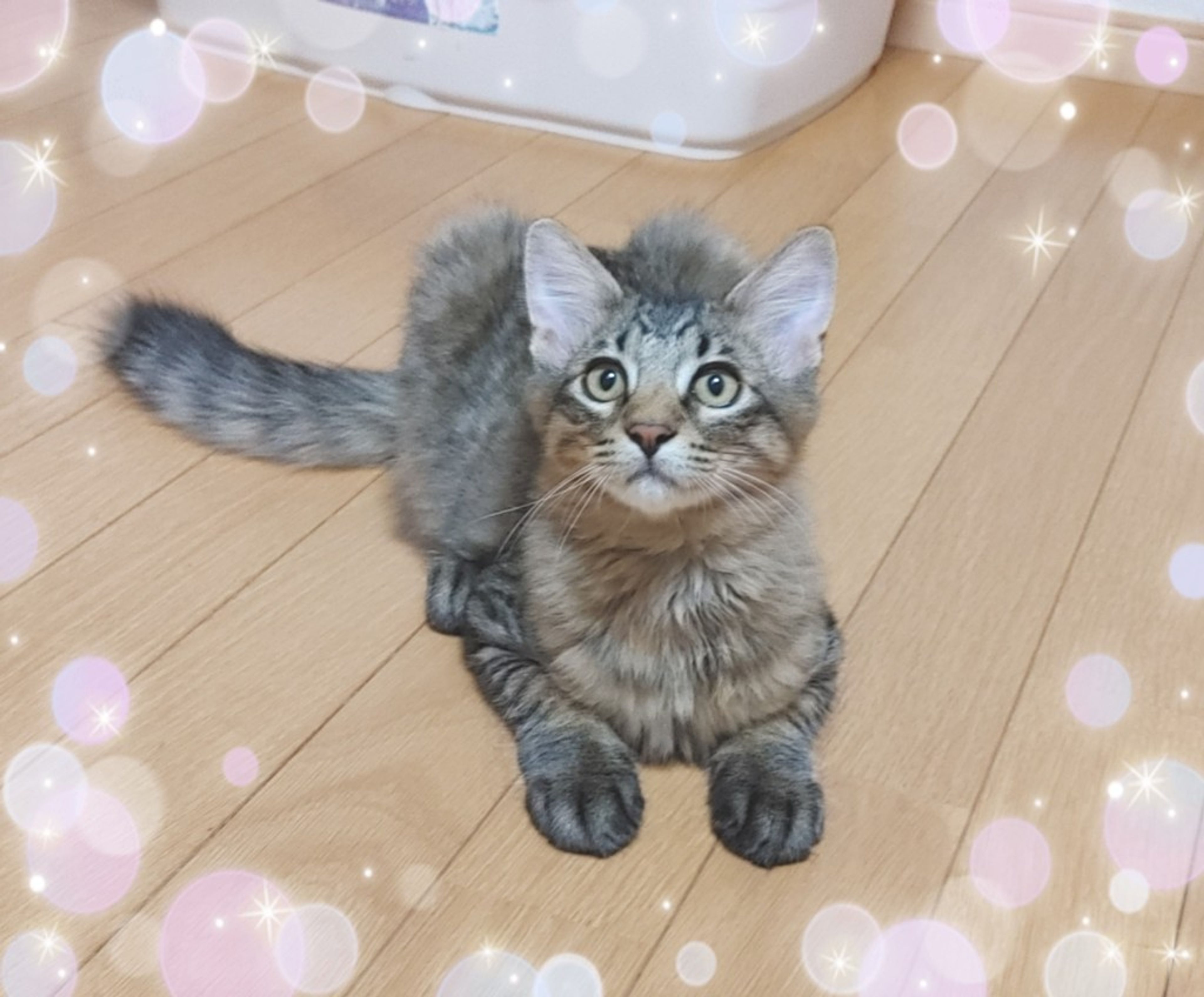 pet-image-2