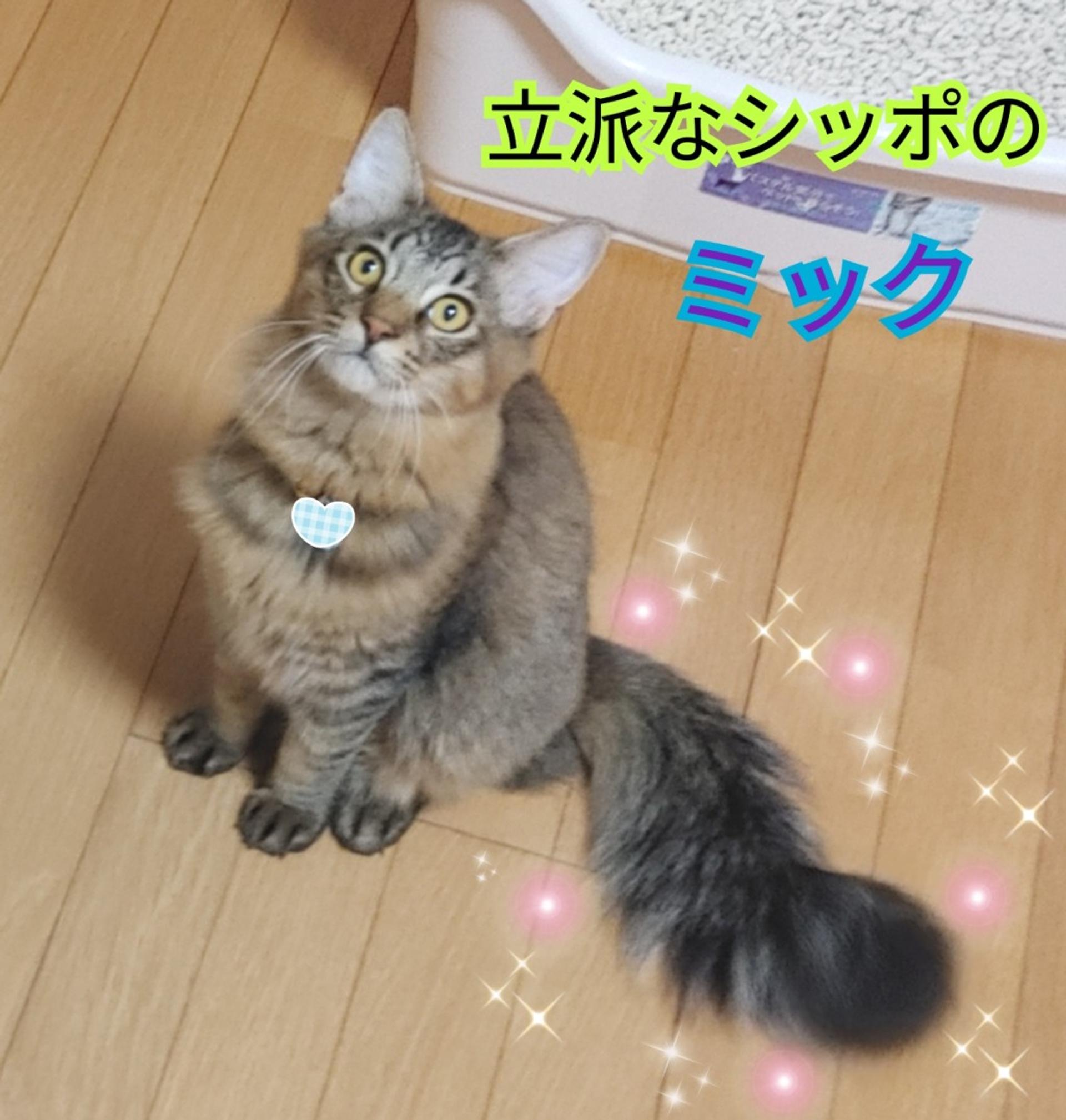 pet-image-3