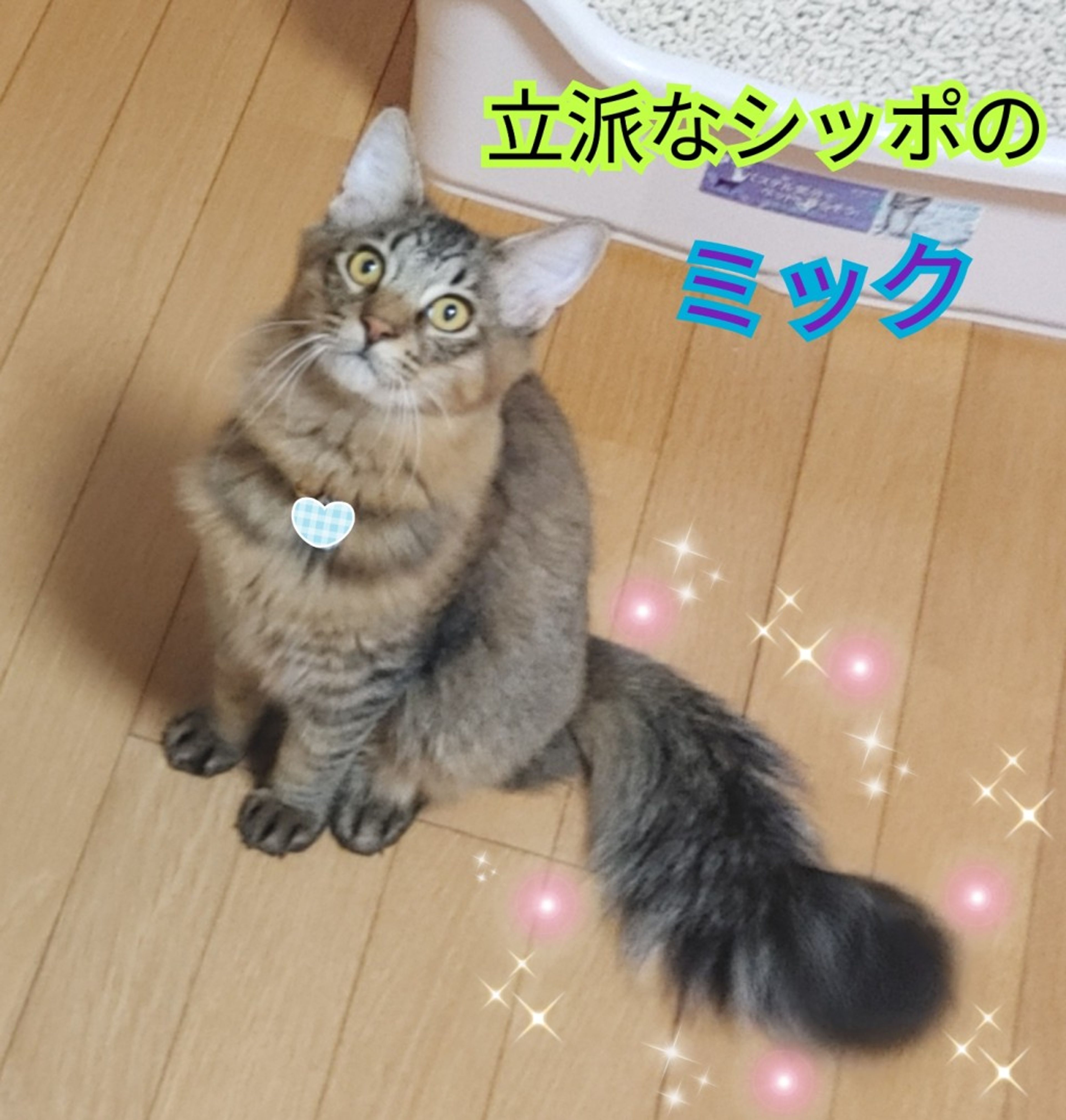 pet-image-3