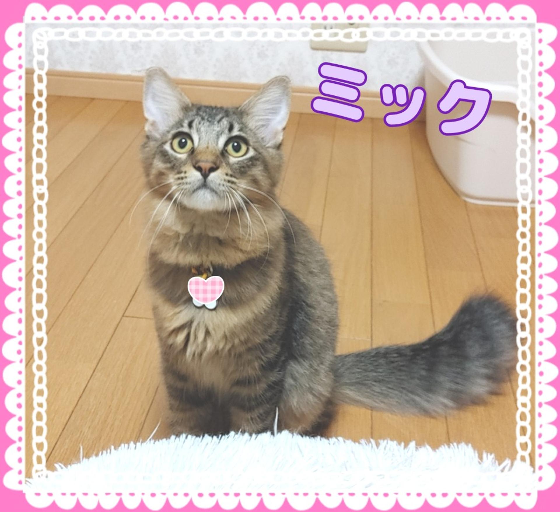 pet-image-5