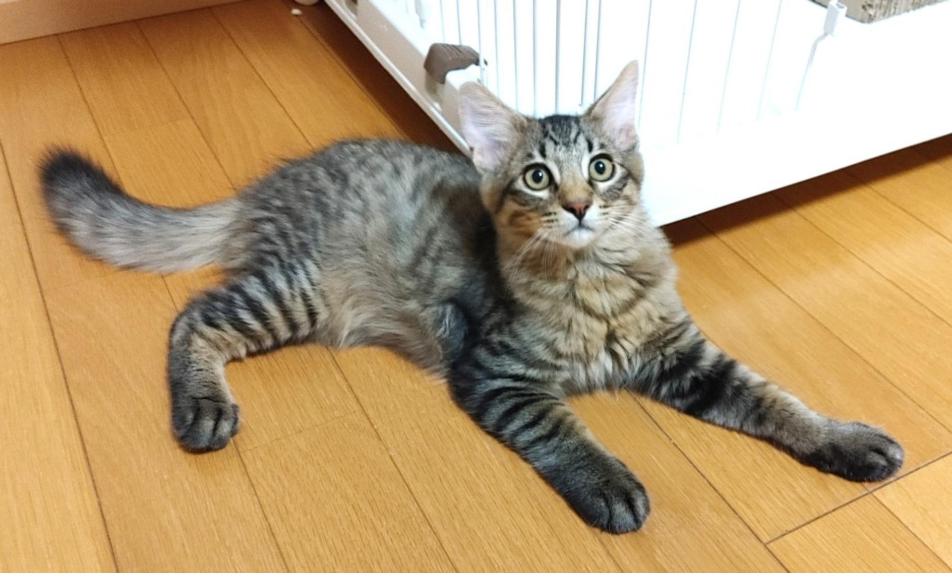 pet-image-7