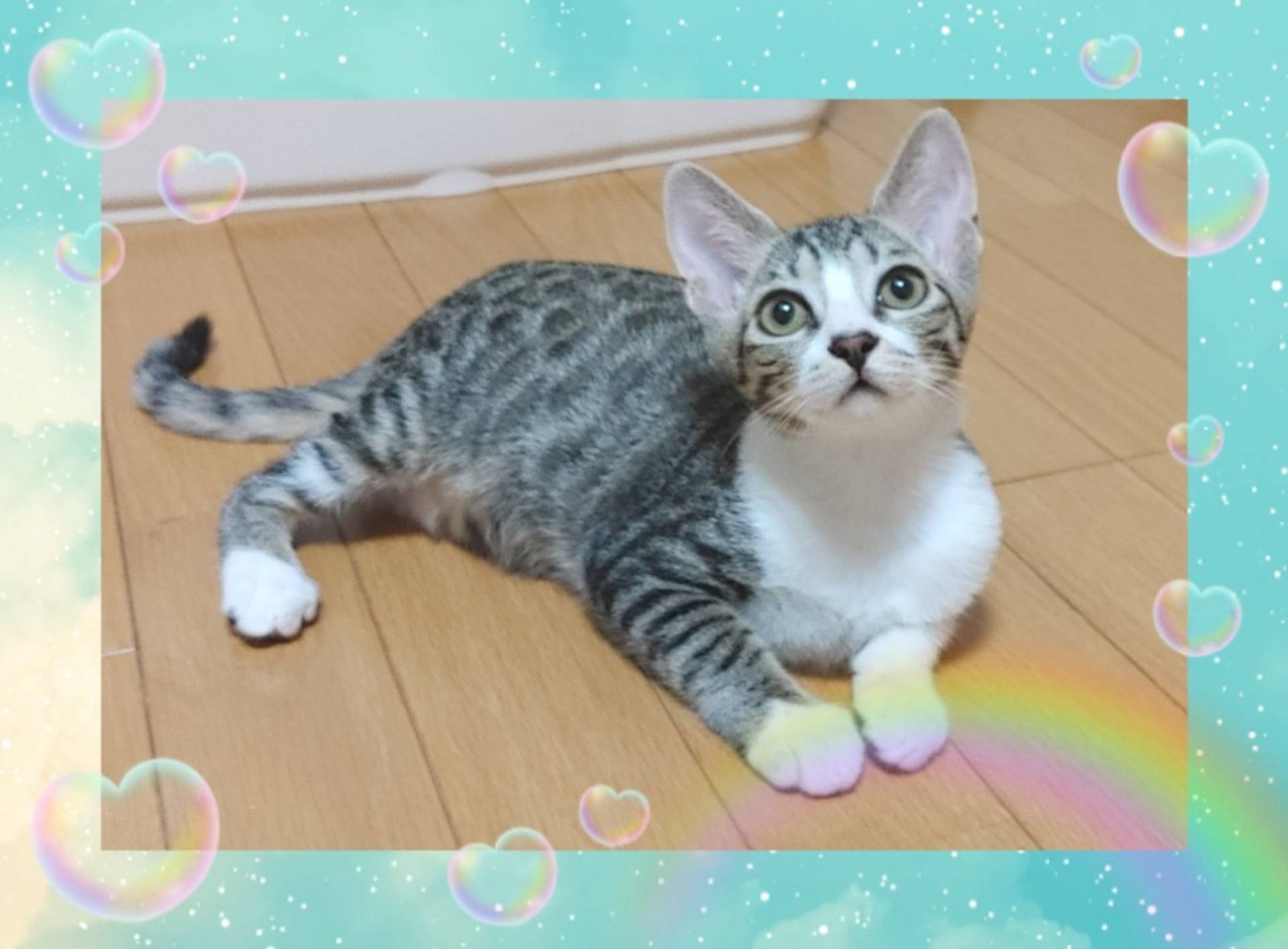 雑種（ミックス猫）・メスの里親募集の写真