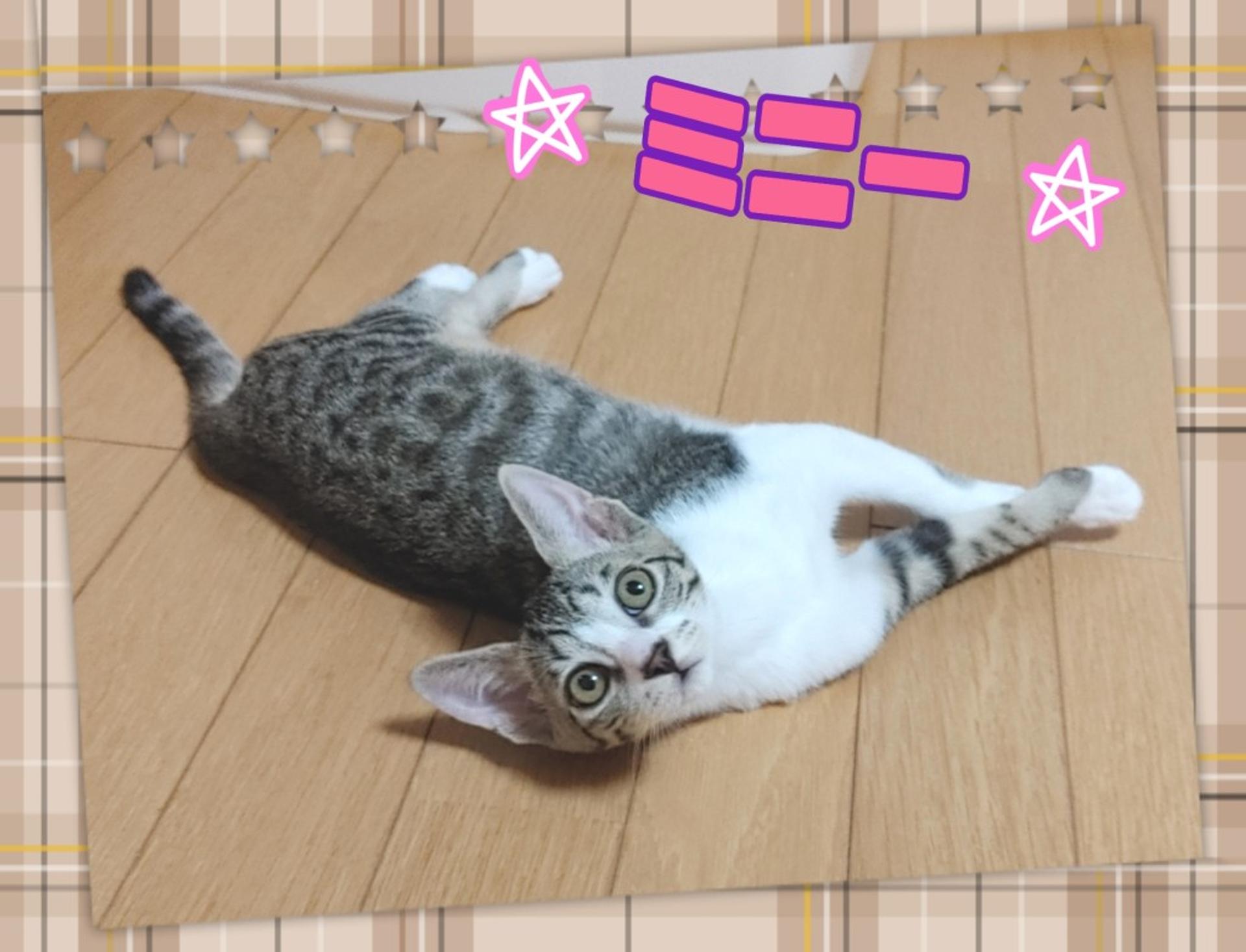 pet-image-3
