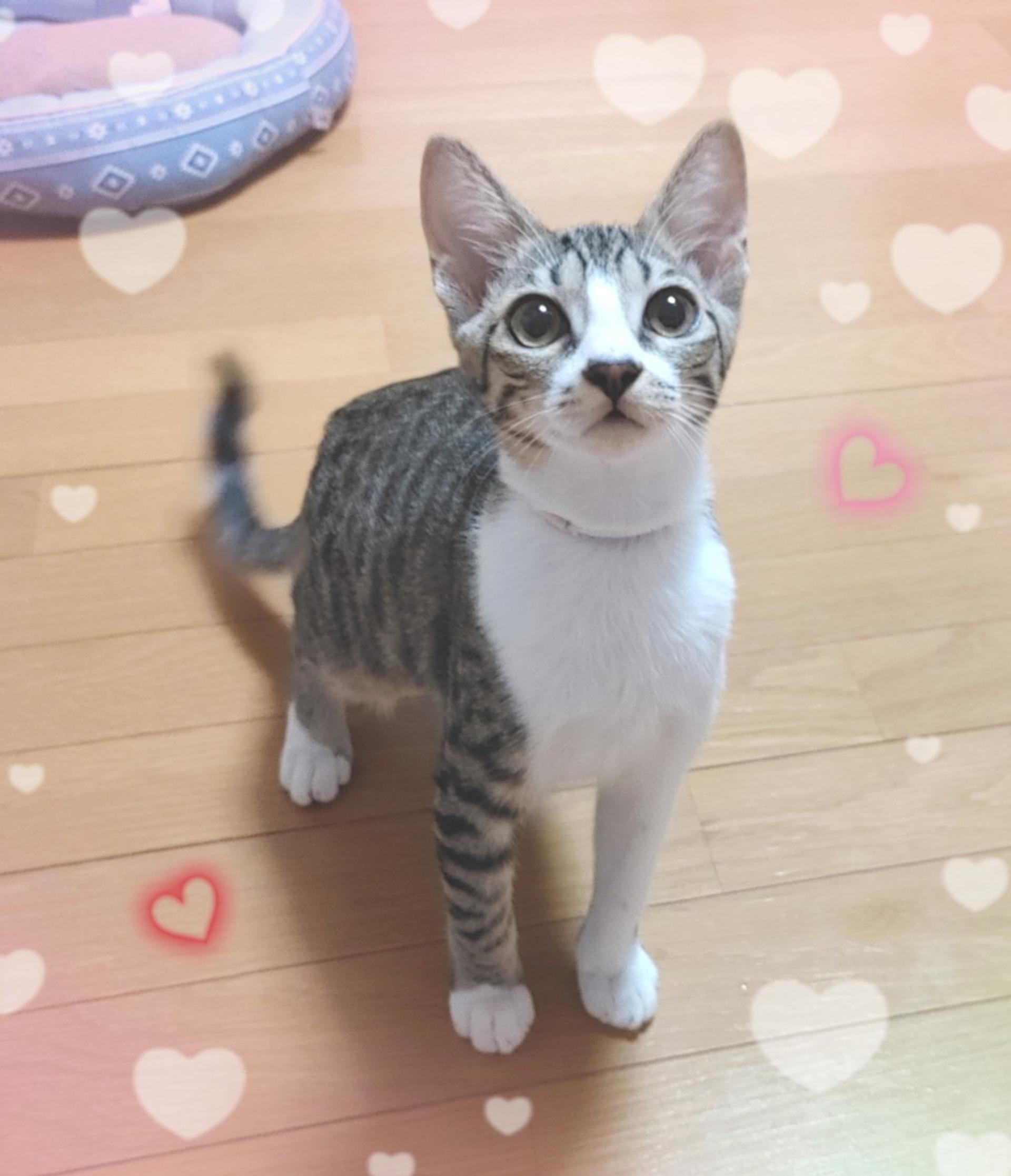 pet-image-4
