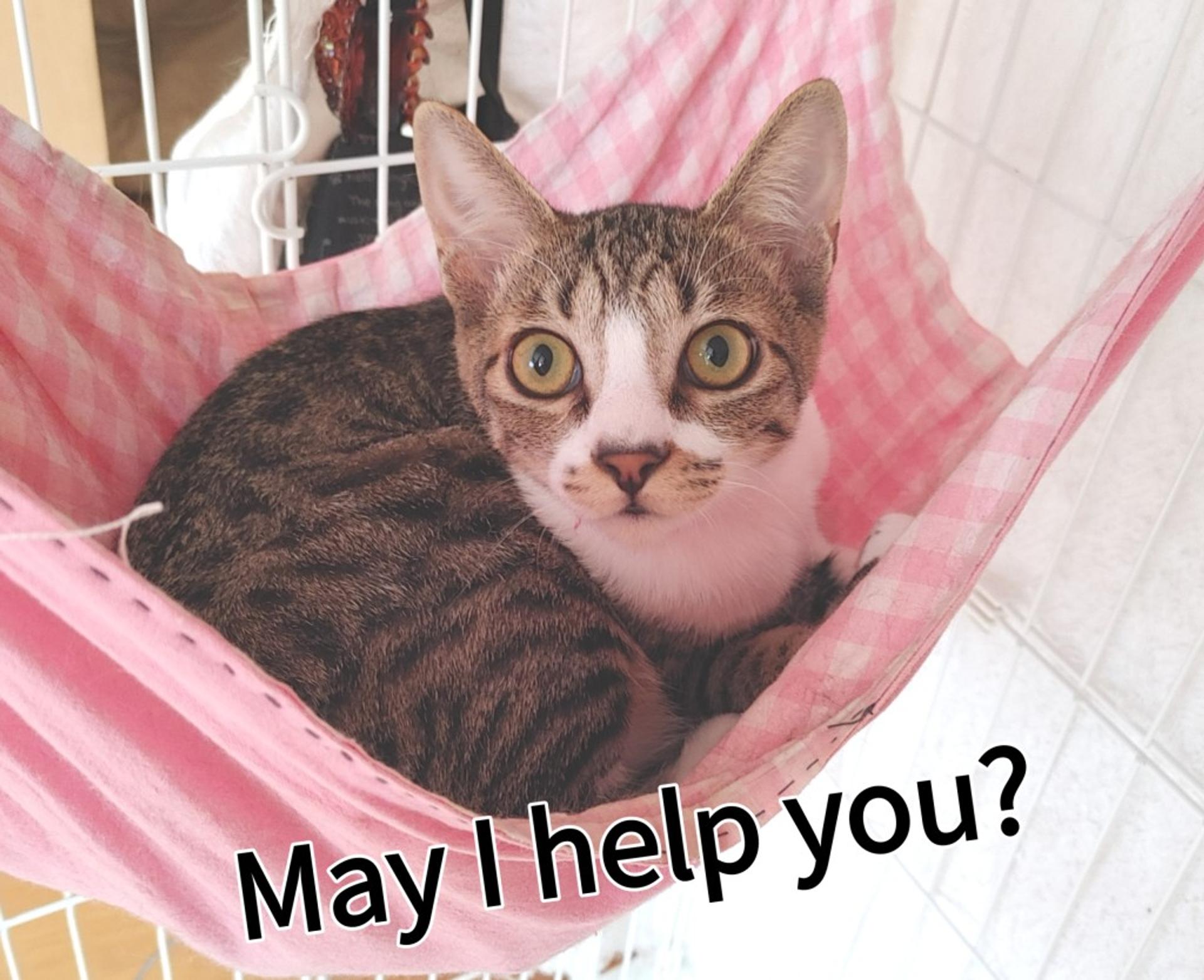 pet-image-7