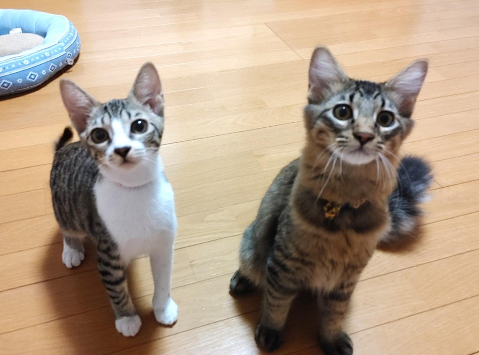 pet-image-8