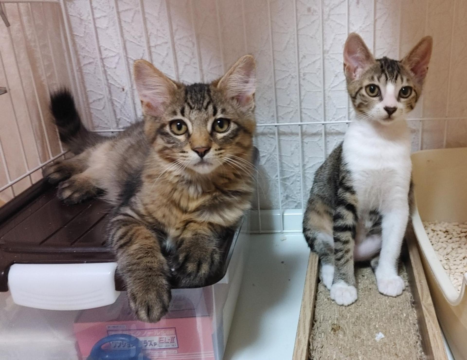 pet-image-10