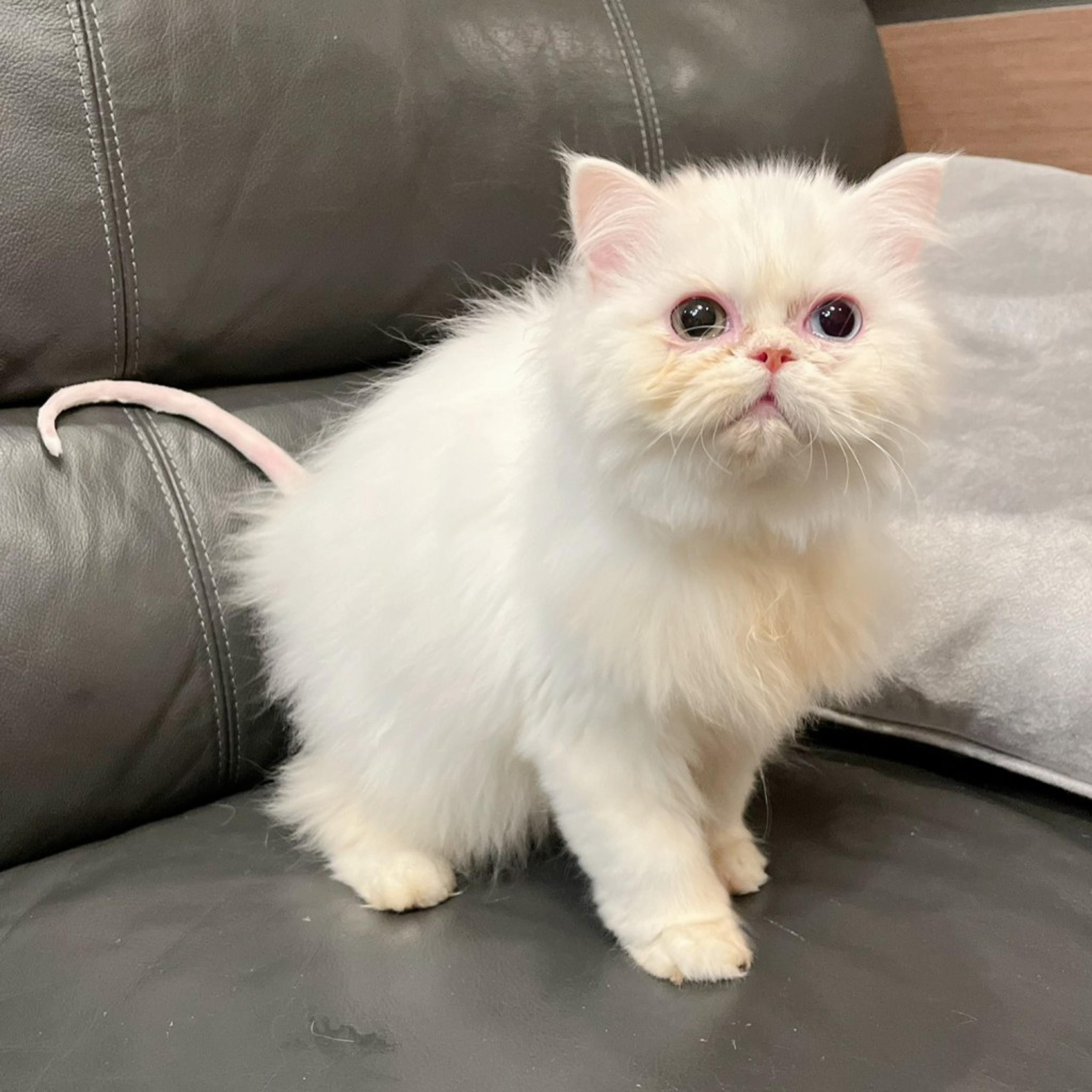 pet-image-3