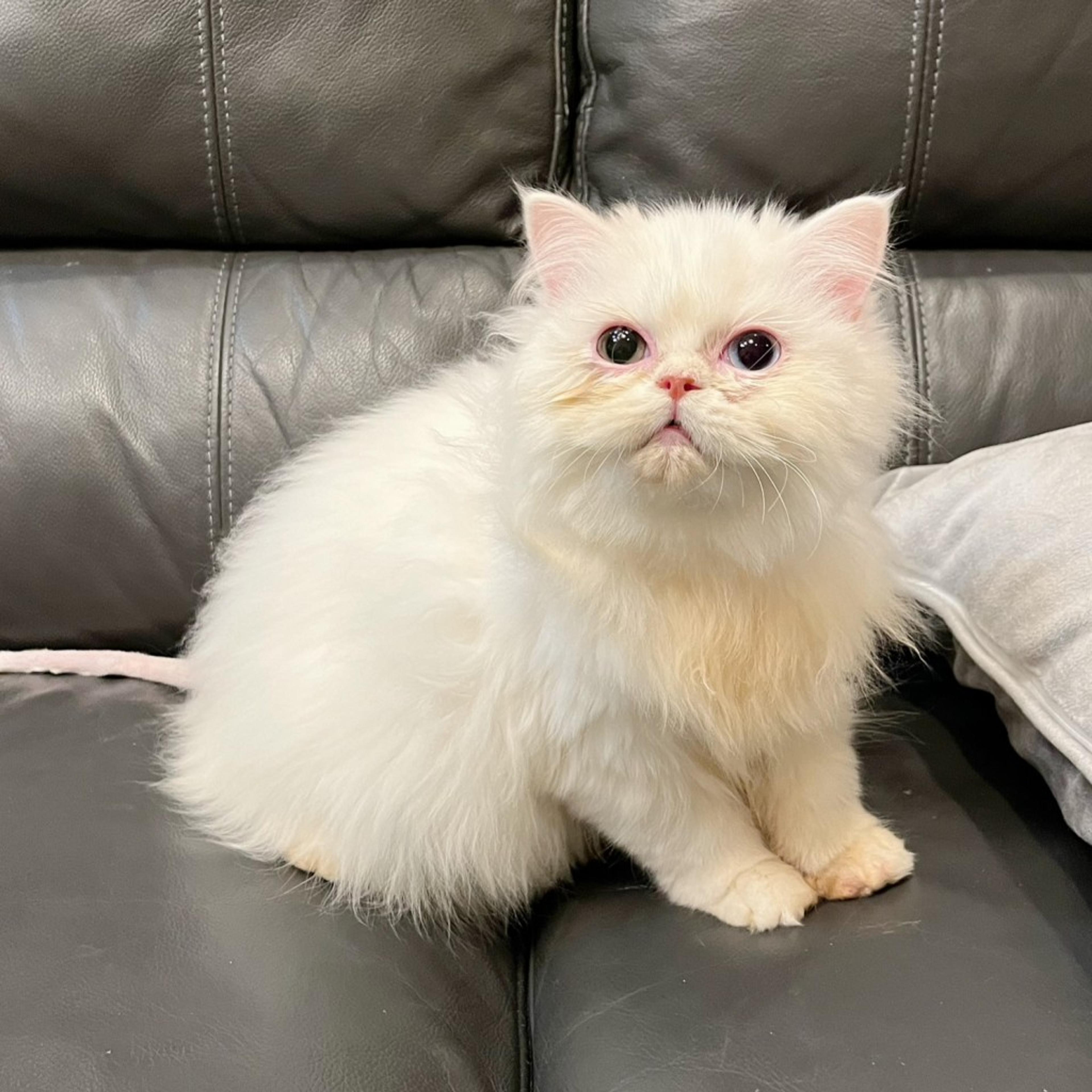 pet-image-4