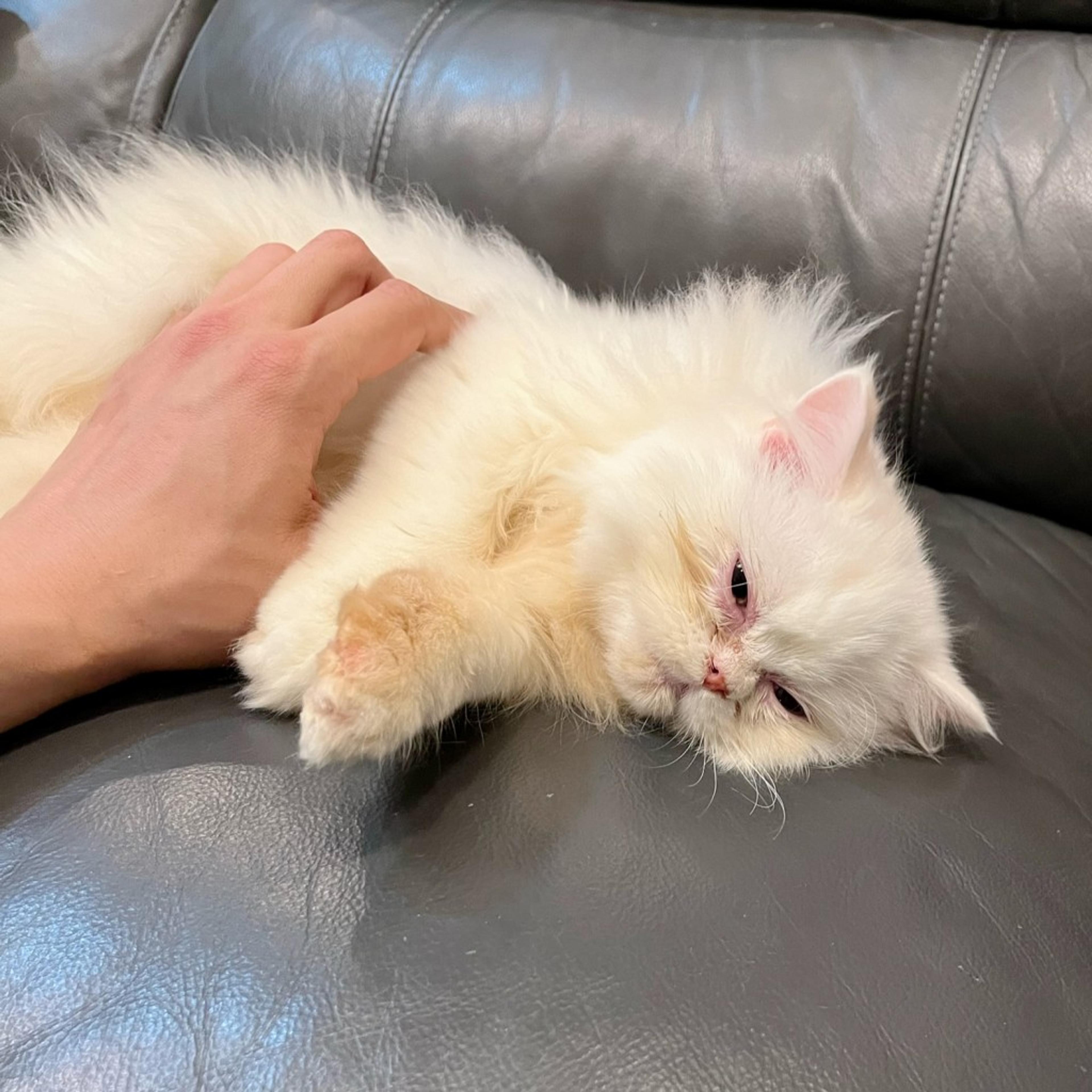 pet-image-5