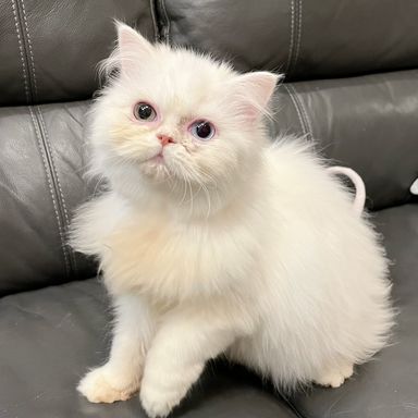 おと