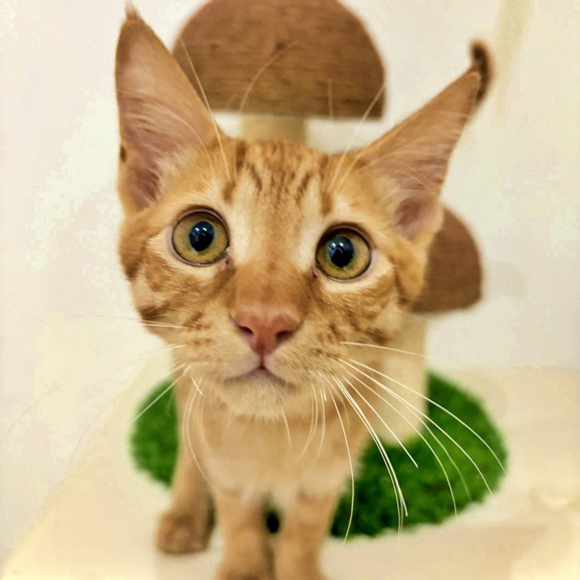 雑種（ミックス猫）・オスの里親募集の写真