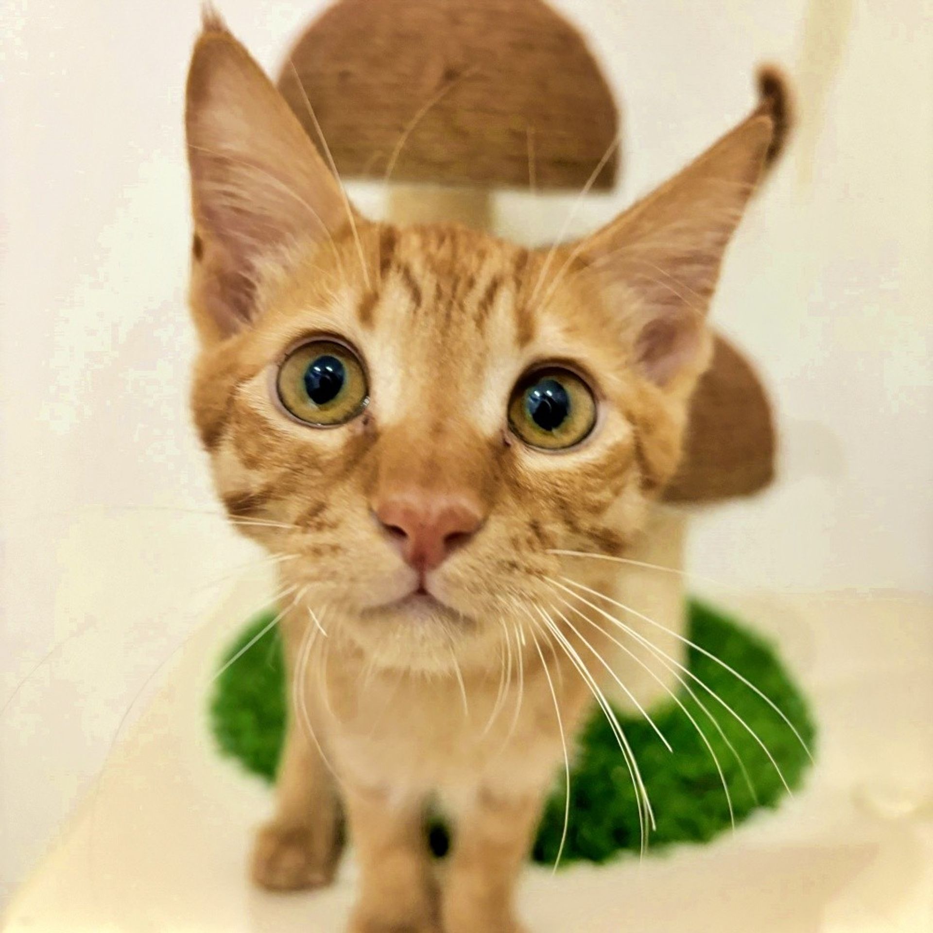 雑種（ミックス猫）・オスの里親募集の写真