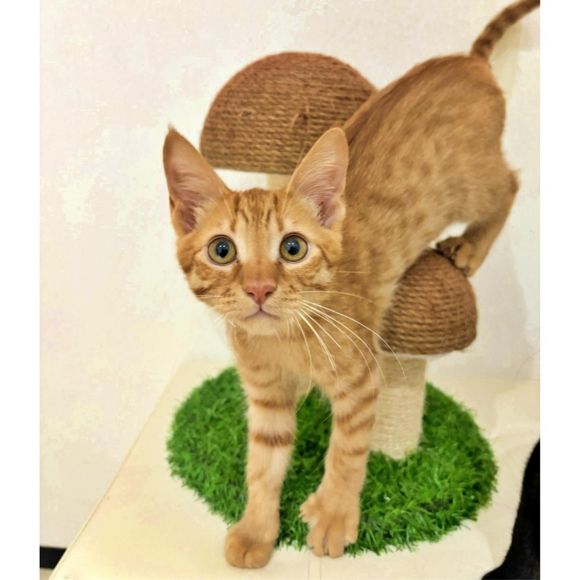 pet-image-2