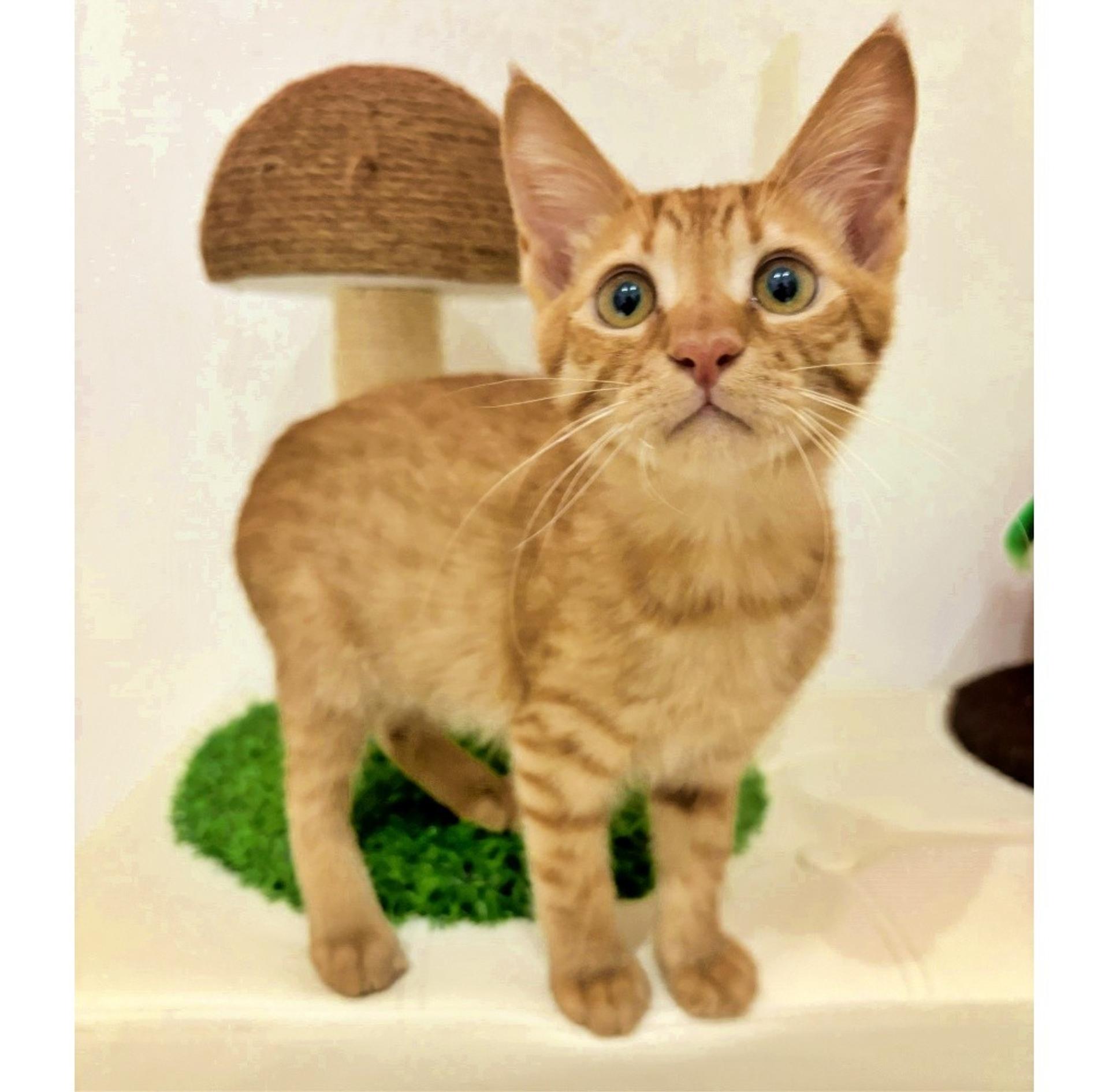 pet-image-3